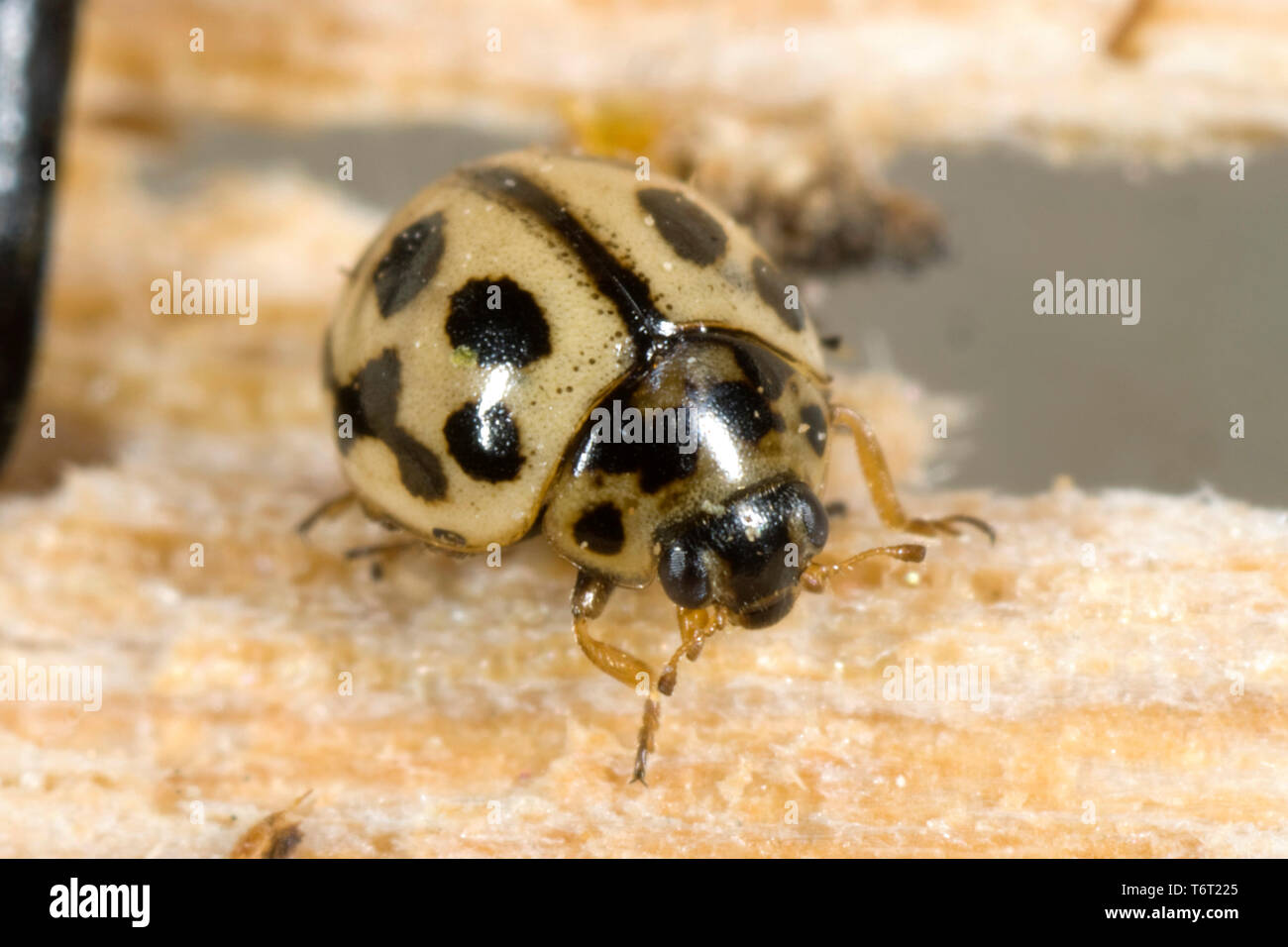 16-spot Ladybird, Tytthaspis sedecimpunctata, kleine Marienkäfer (3 mm) Überwinterung auf alten Holz, Berkshire, Mai Stockfoto