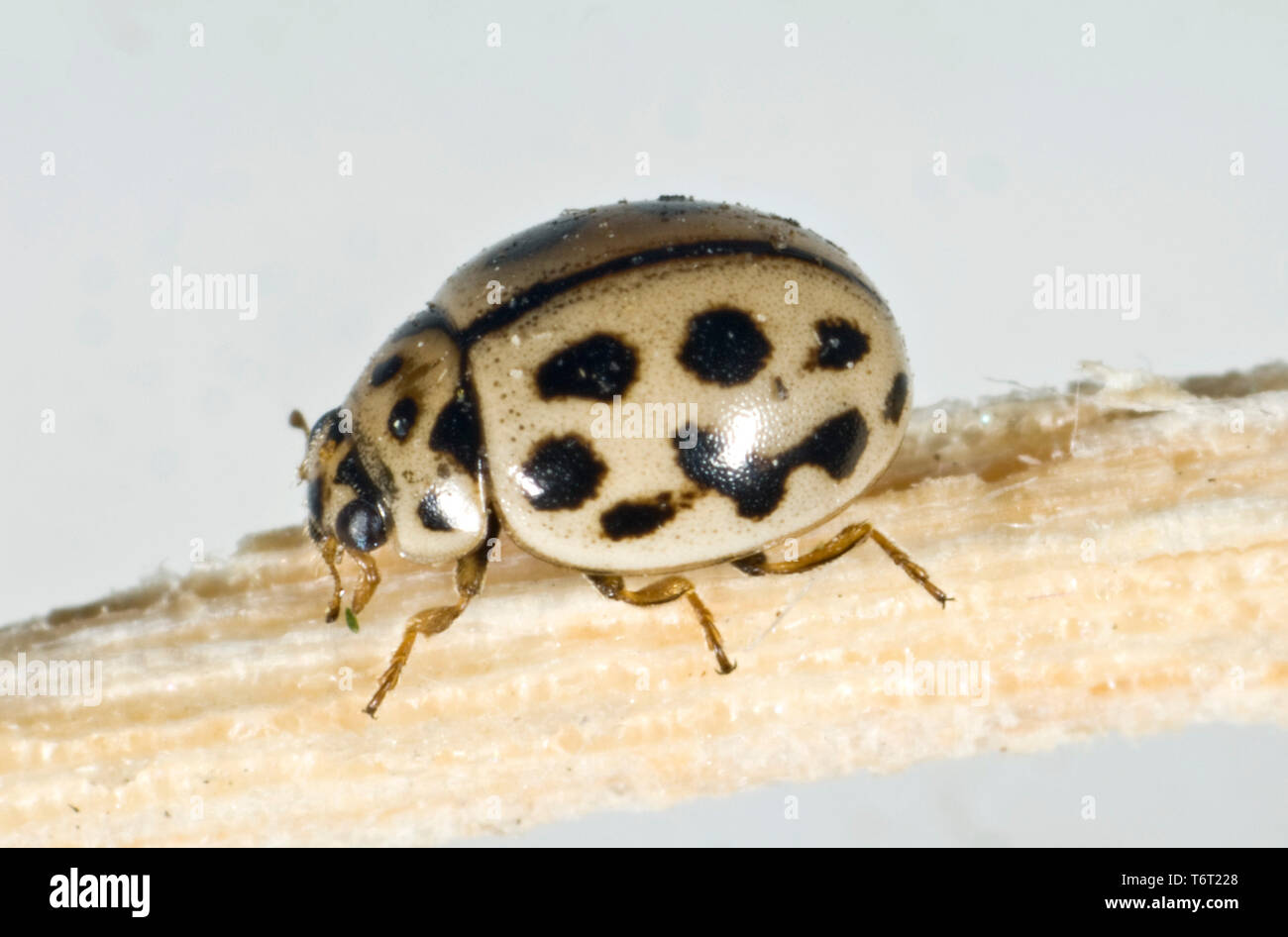 16-spot Ladybird, Tytthaspis sedecimpunctata, kleine Marienkäfer (3 mm) Überwinterung auf alten Holz, Berkshire, Mai Stockfoto