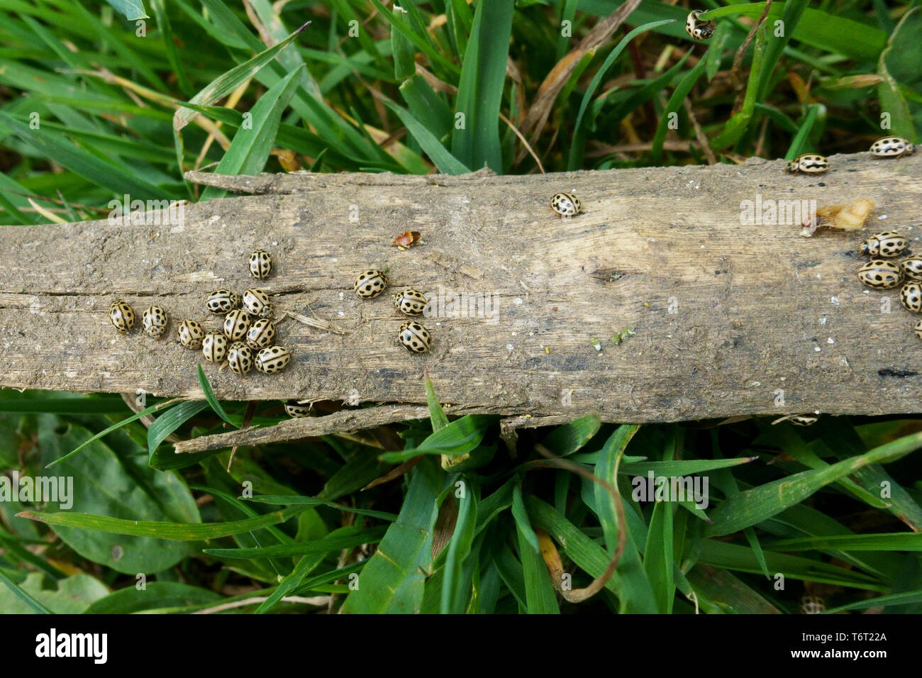 16-spot Ladybird, Tytthaspis sedecimpunctata, kleine gesellige Marienkäfer Überwinterung auf alten Holz, Berkshire, Mai Stockfoto