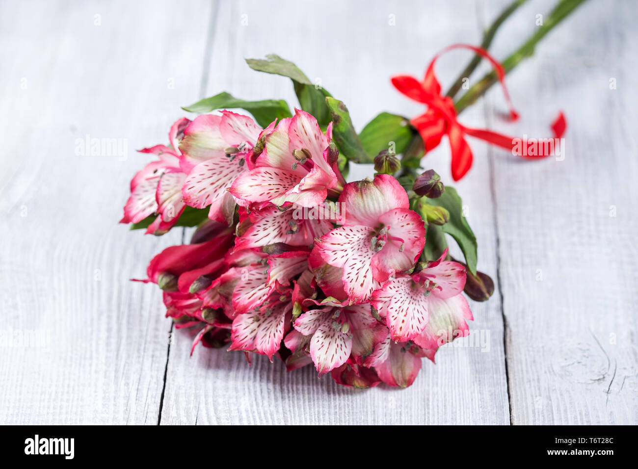 Alstroemeria Blumen Stockfoto Alstroemeria Blumen Stockfoto