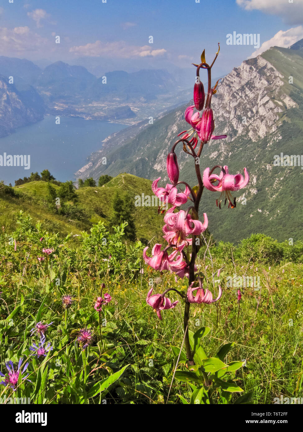 Altopiano del Monte Baldo: giglio martagone (Gau scientifico: Lilium martagon). Sullo sfondo Il Lago di Garda nella Parte settentrionale con Riva de Stockfoto