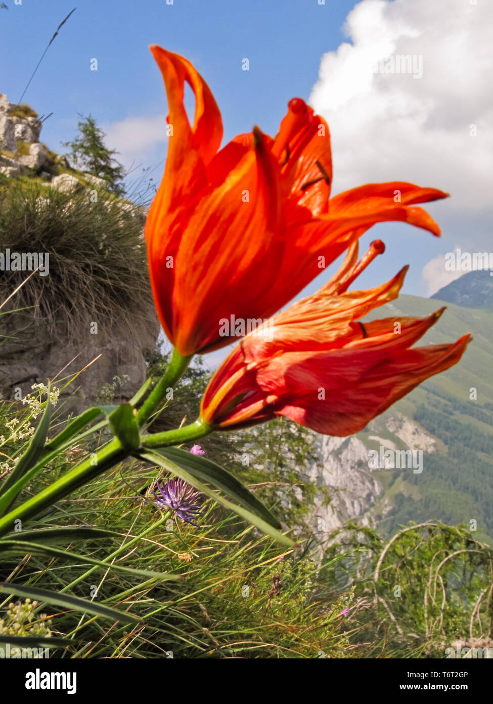 Altopiano del Monte Baldo: Giglio rosso o di San Giovanni (Gau scientifico: Lilium bulbiferum). [ENG] Monte Baldo Highland: rote Lilie oder Feuer Lily (L Stockfoto