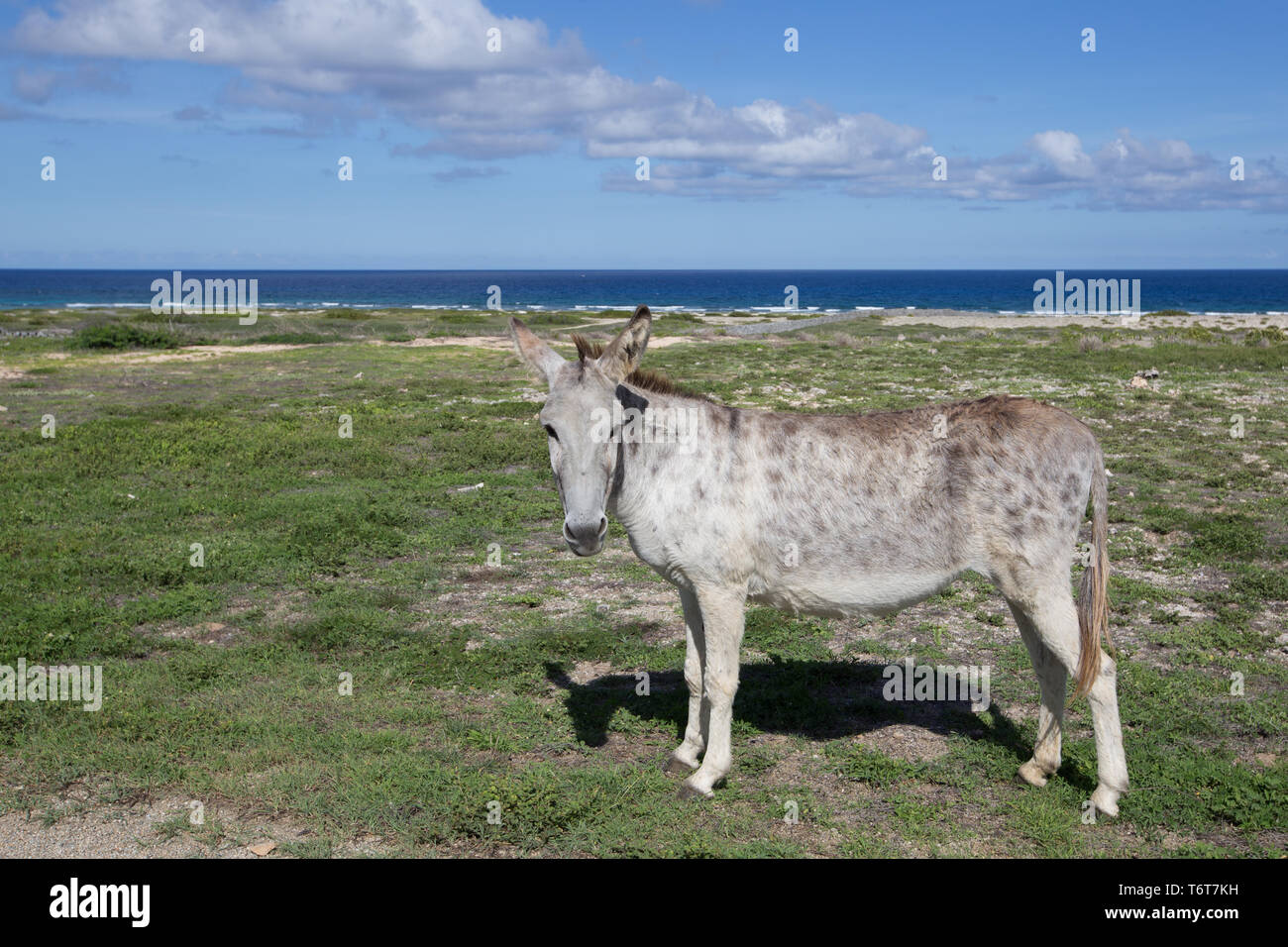 "Arikok" Nationalpark in Aruba. Stockfoto