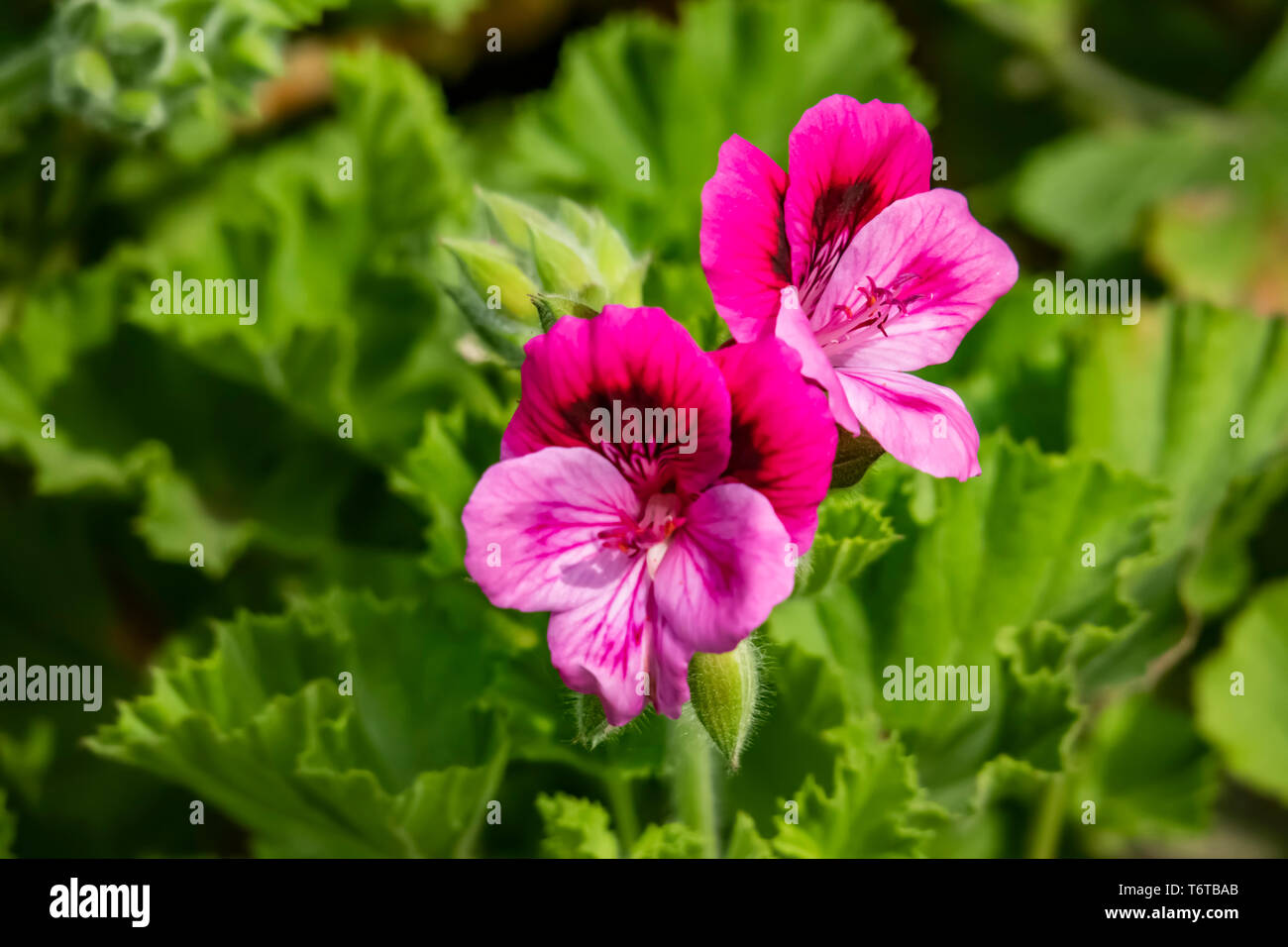 Leuchtend Rote Geranien Im Topf Stockfotos und bilder Kaufen Alamy