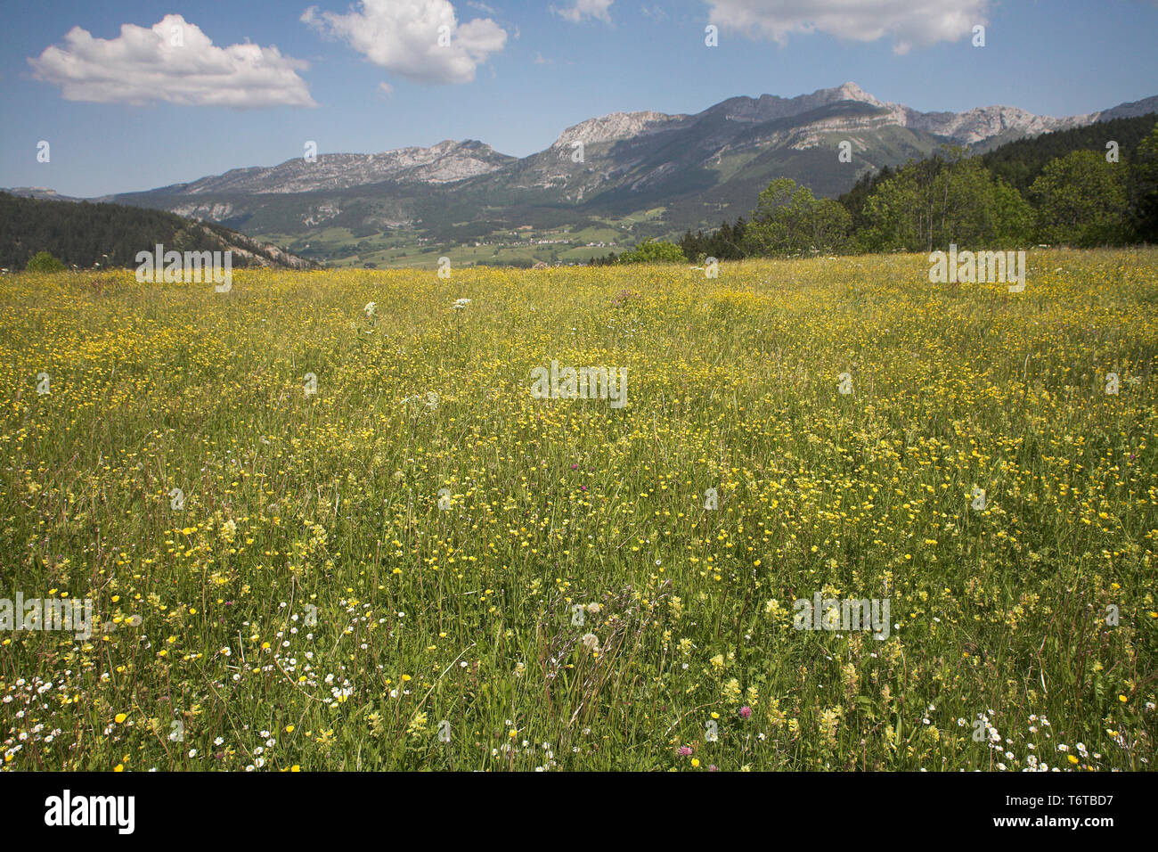 Wildflower Wiese nördlich von Lans-en-Vercors Vercors Nationalpark Frankreich Stockfoto