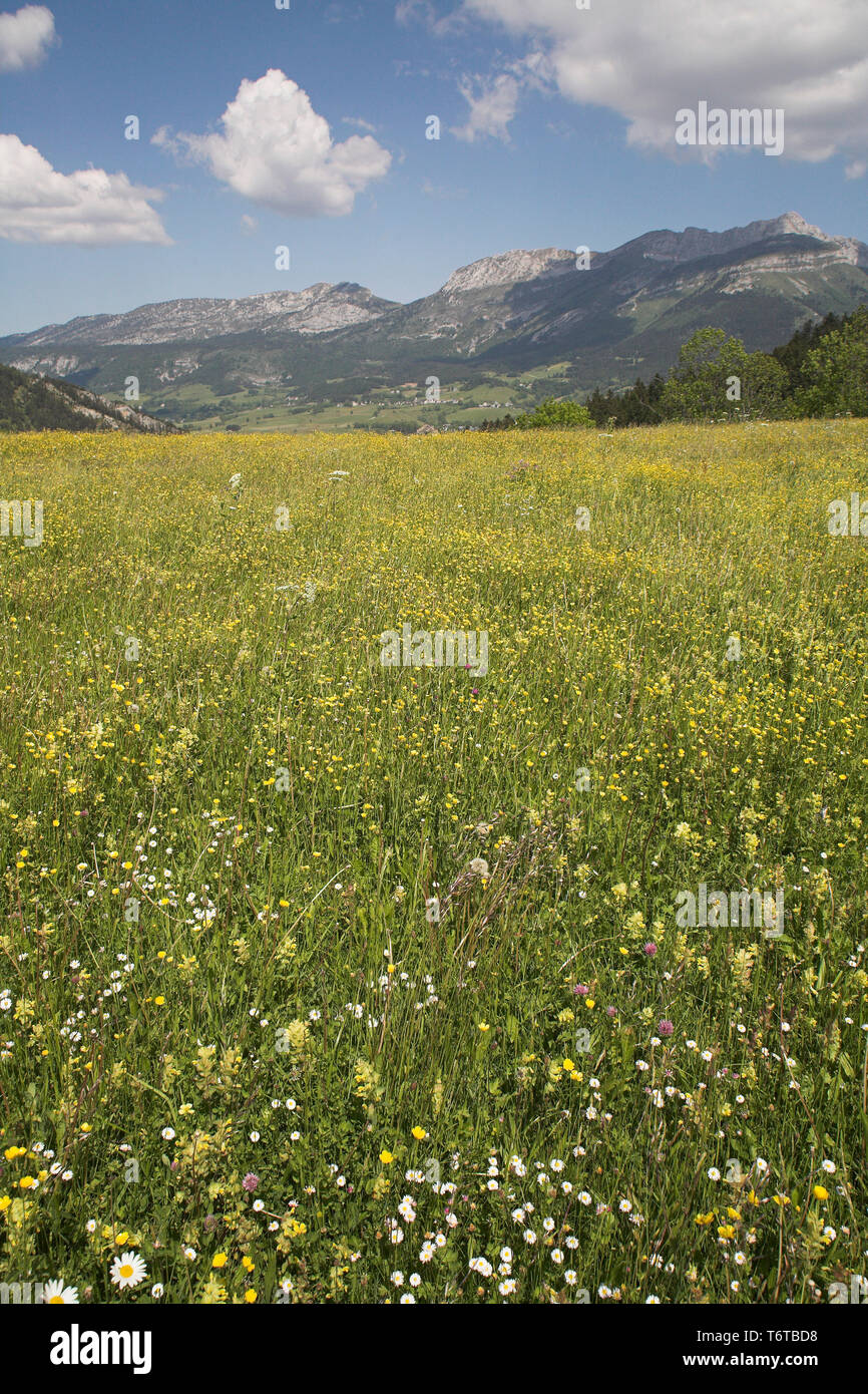 Wildflower Wiese nördlich von Lans-en-Vercors Vercors Nationalpark Frankreich Stockfoto