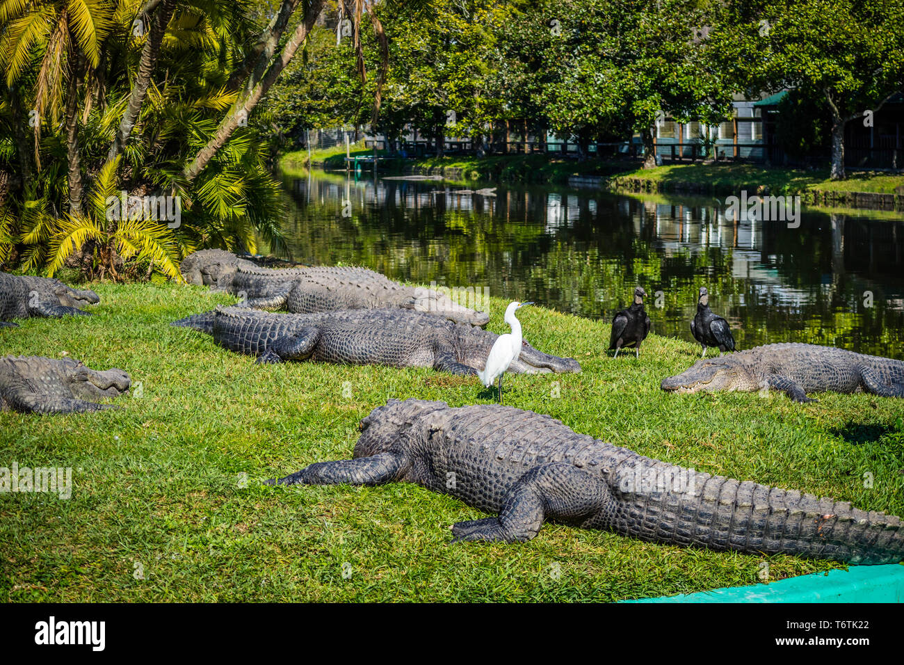 Eine große amerikanische Krokodil in Orlando, Florida Stockfoto