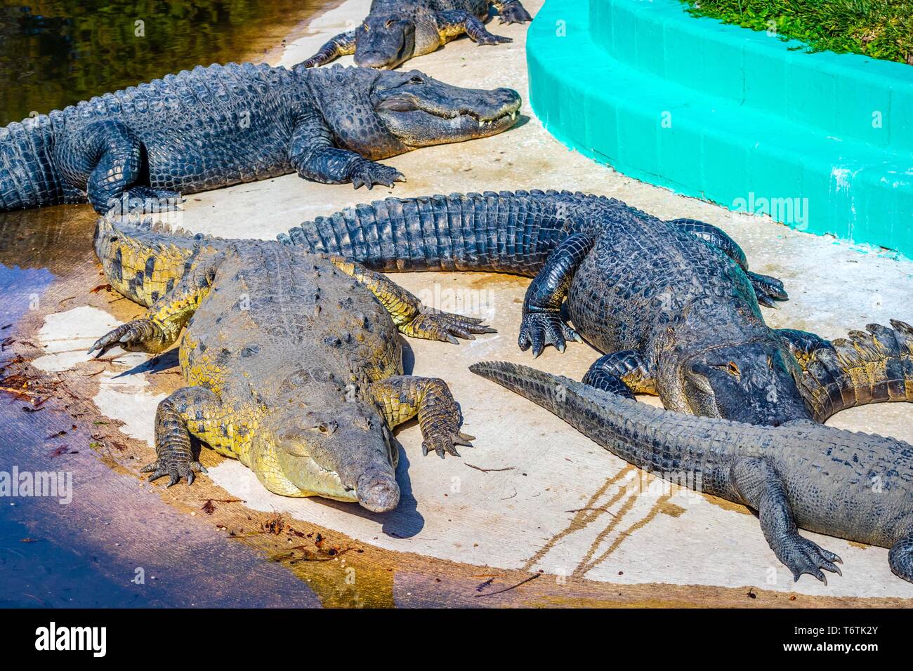 Eine große amerikanische Krokodil in Orlando, Florida Stockfoto