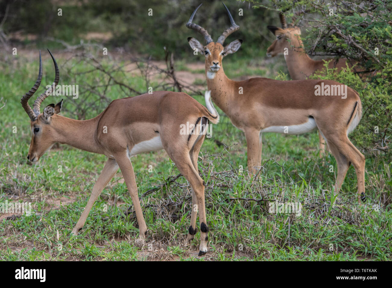 Impala (Aepyceros melampus), Kambaku Fluss Sands, Timbavati Game Reserve, Südafrika. Stockfoto