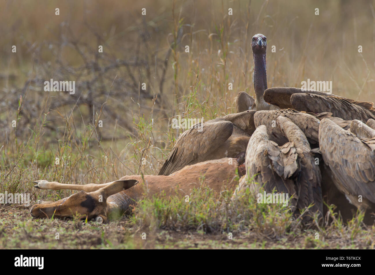 Geier Fütterung auf Impala im Krüger National Park Stockfoto