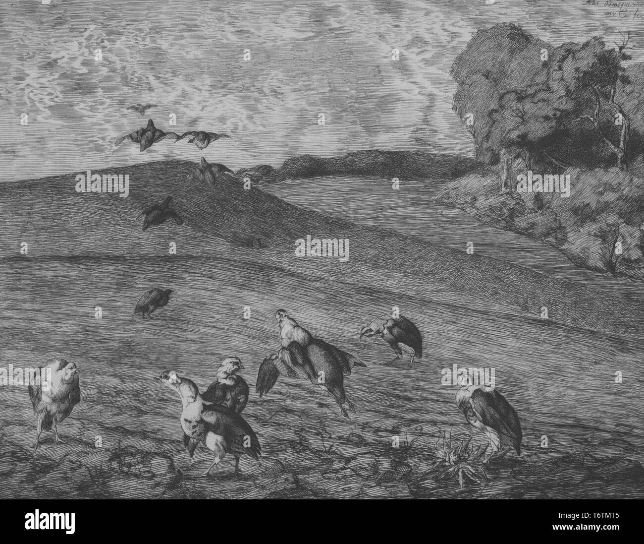 Schwarze und weiße Ätzen, Rebhühner, einige gehen auf eine leicht bearbeitete Hang, einige Steigende im Flug, und andere weg fliegen, mit mehr Land und Bäume im Hintergrund sichtbar; mit dem Titel 'Pedrix' (Rebhuhn), nummeriert und signiert, mit zusätzlichen Notation in den oberen und unteren rechten Ecken, vom Illustrator Felix Bracquemond, 1867. Von der New York Public Library. () Stockfoto