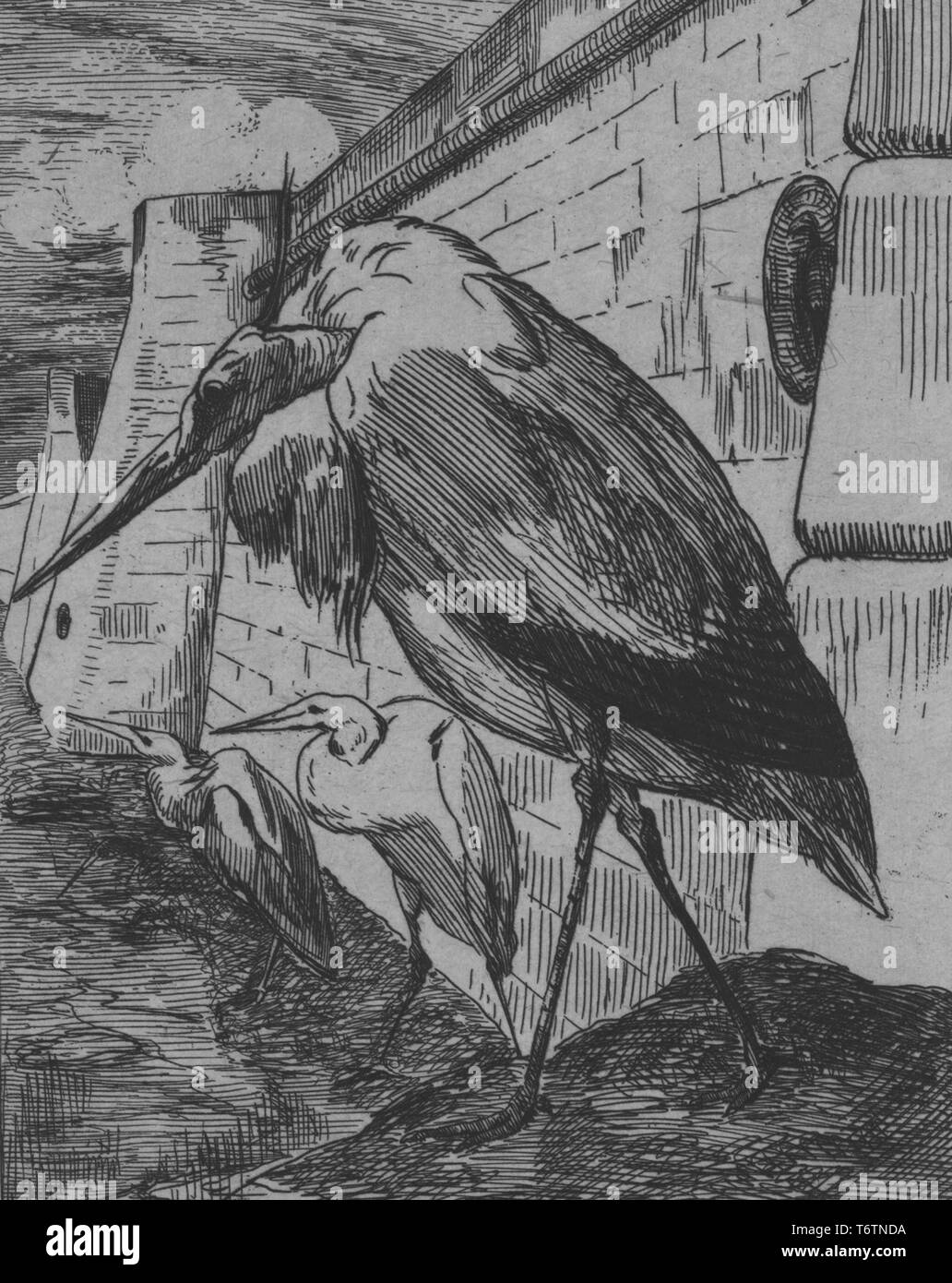 Schwarze und weiße Radierung zeigt eine Nahaufnahme, Profil anzeigen eines vieldeutig anthropomorphized Stork, stand vor dem Rand eines imposanten steinernen Kai, mit zwei mehr Störche im Hintergrund sichtbar; mit dem Titel 'Les Cigognes" (die Störche), nummeriert, vom Illustrator Felix Bracquemond, 1867. Von der New York Public Library. () Stockfoto