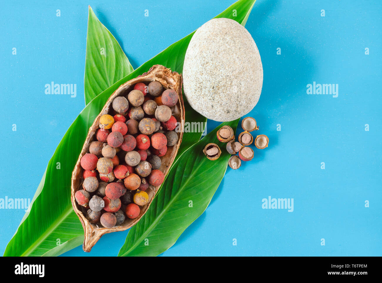 Steinnuss Obst im Kakao cob Schüssel mit Blättern auf blauem Hintergrund. Bactris Guineensis. Stockfoto