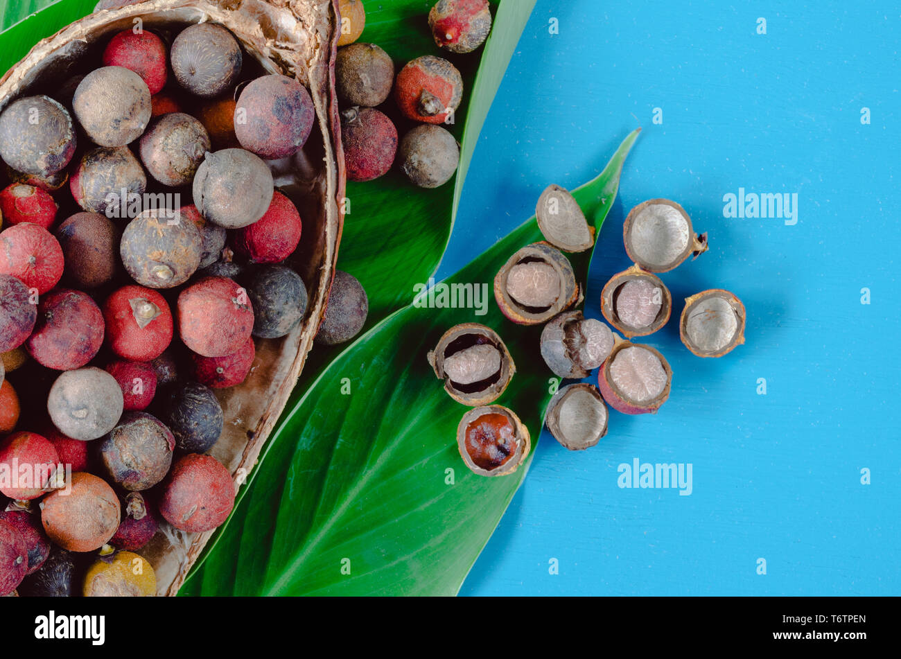 Steinnuss Obst im Kakao cob Schüssel mit Blättern auf blauem Hintergrund. Bactris Guineensis. Stockfoto