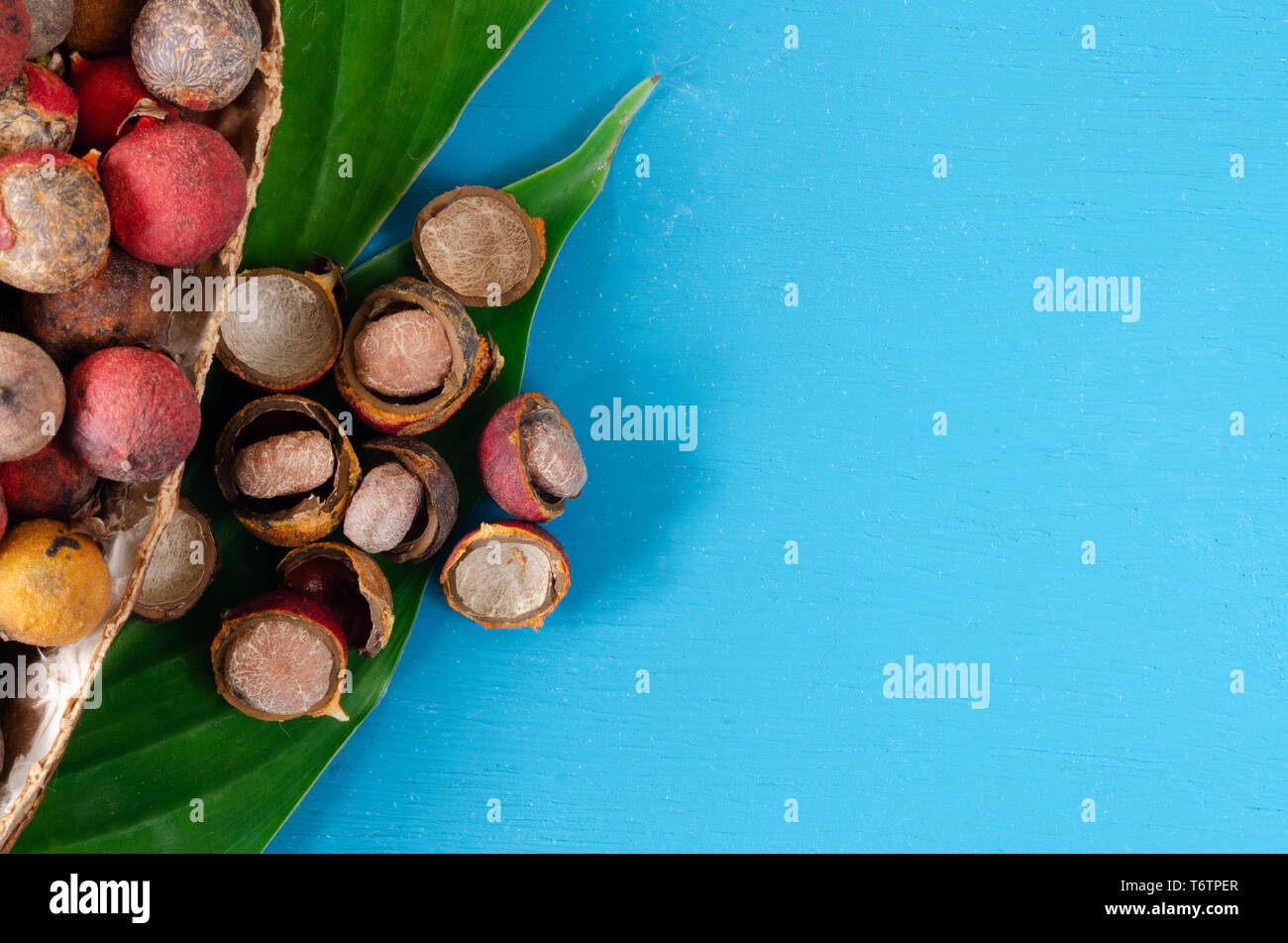 Steinnuss Obst auf blauem Hintergrund. Bactris Guineensis. Speicherplatz zu kopieren. Stockfoto
