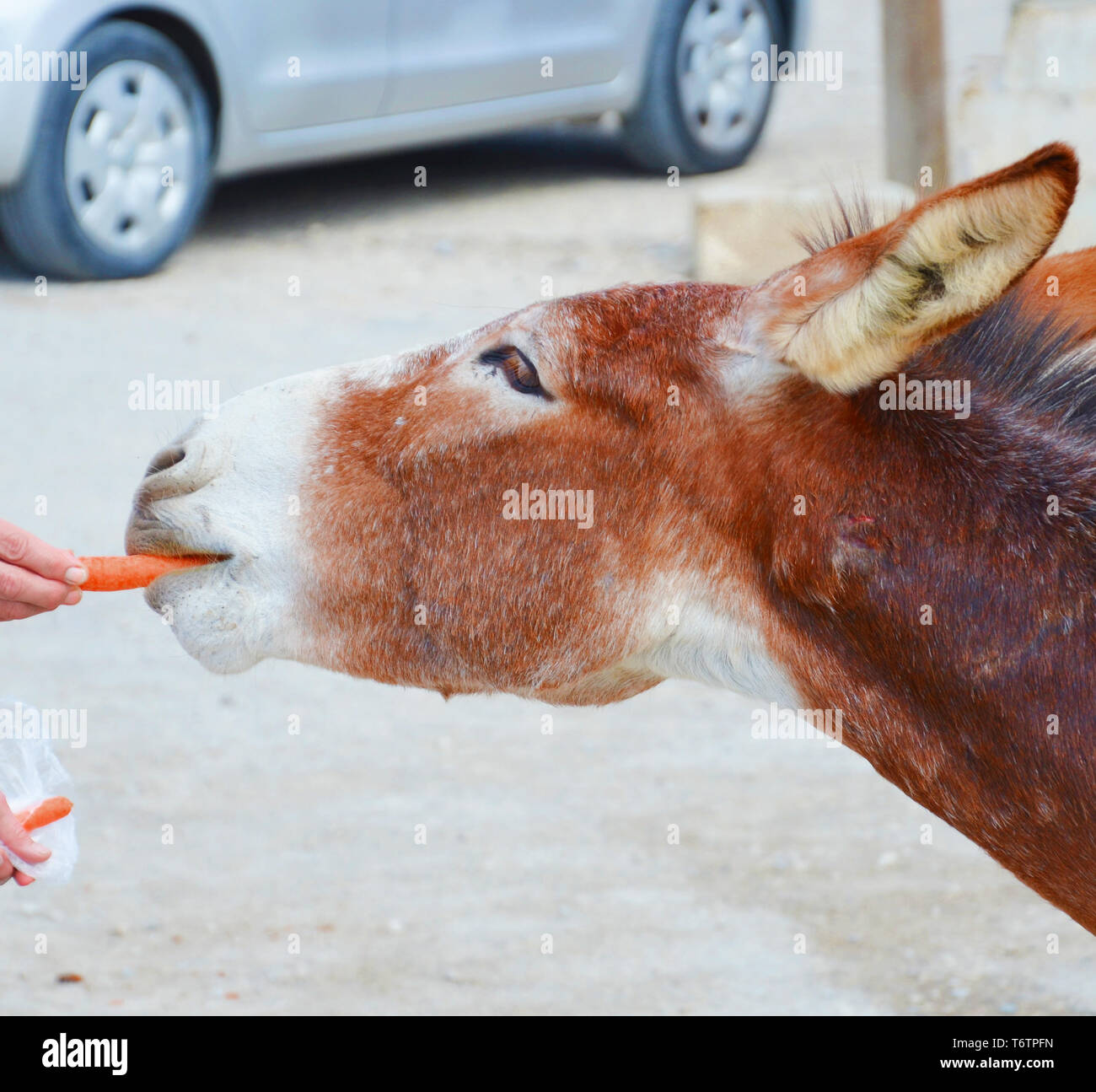 Detail der Wilde Esel Kopf mit einer menschlichen Hand, dass die Fütterung mit Karotten. In Dipkarpaz, Karpas Halbinsel, türkischen Nordzypern genommen. Die niedlichen Tiere sind lokale Attraktion. Stockfoto