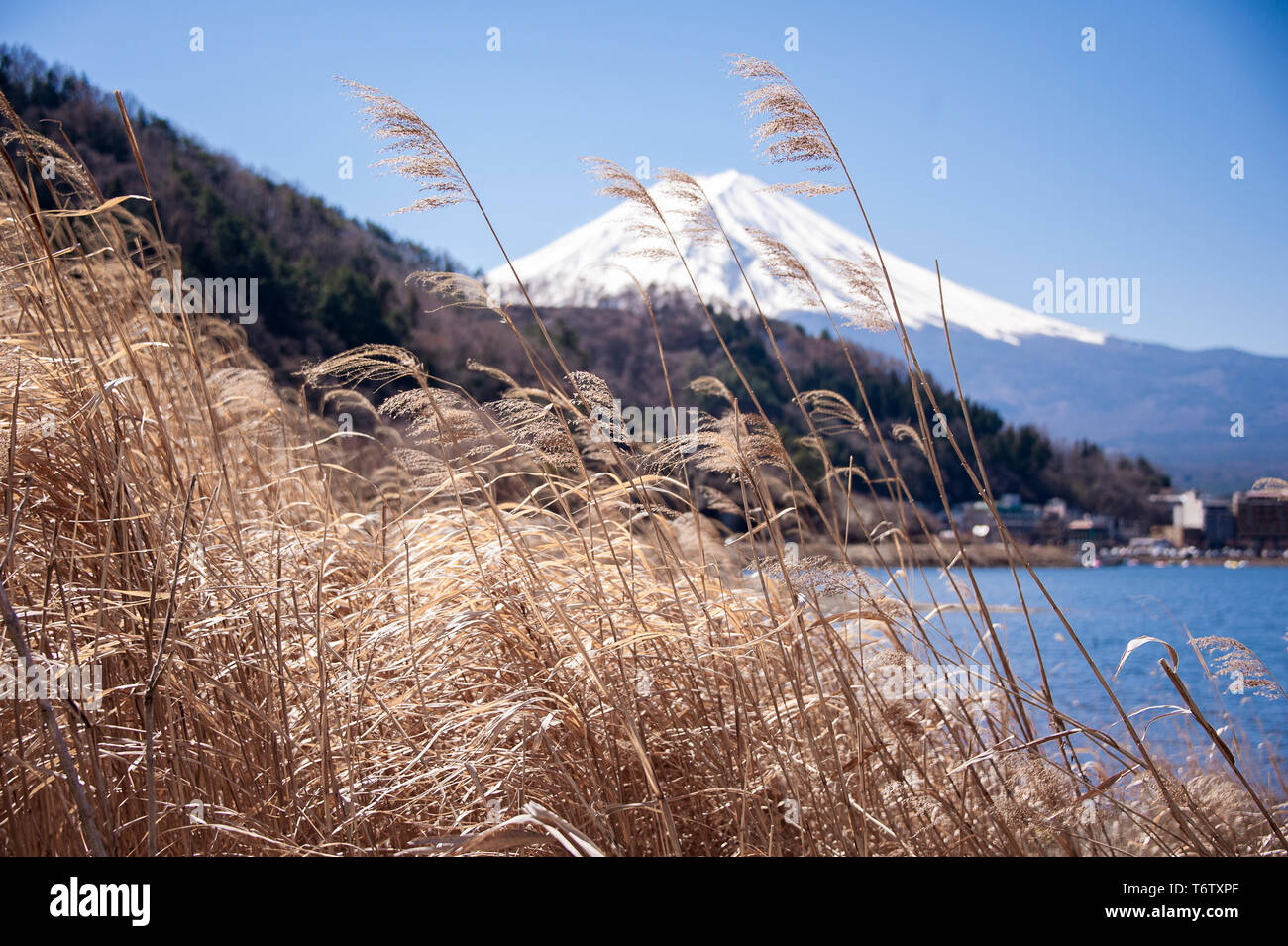 Blick auf den Fuji vom Ufer des Sees Kawaguchiko. Die schneebedeckten Berge, den klaren, blauen Himmel und golden Gras im Vordergrund. Stockfoto