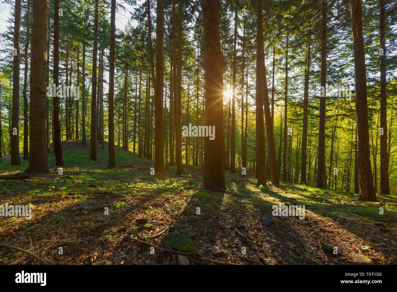 Pinienwald mit Sonnenstrahlen im Frühling Stockfoto