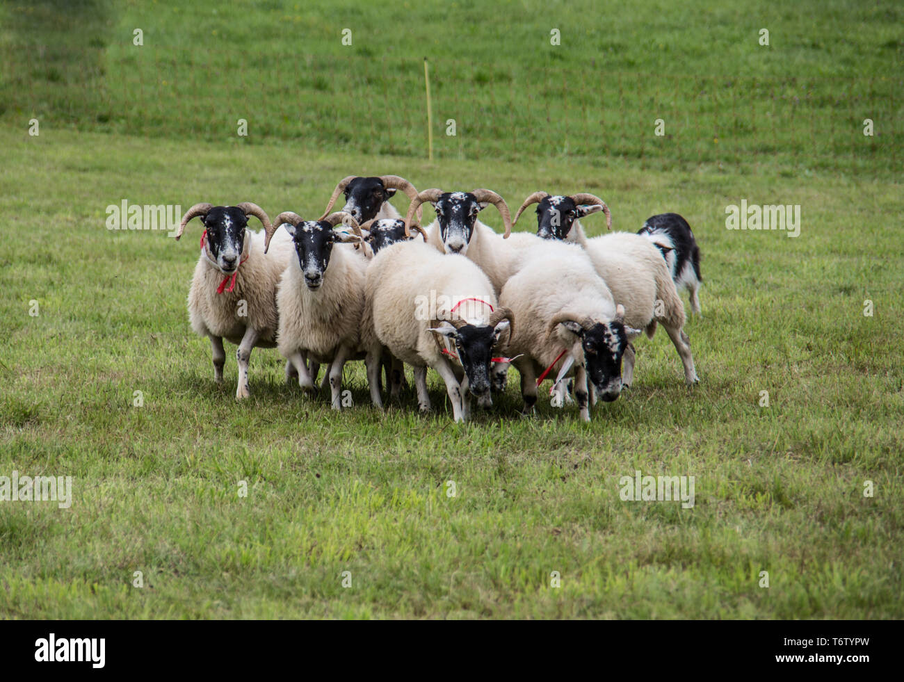 Herde von Schafen durch Hütehund angetrieben Stockfoto