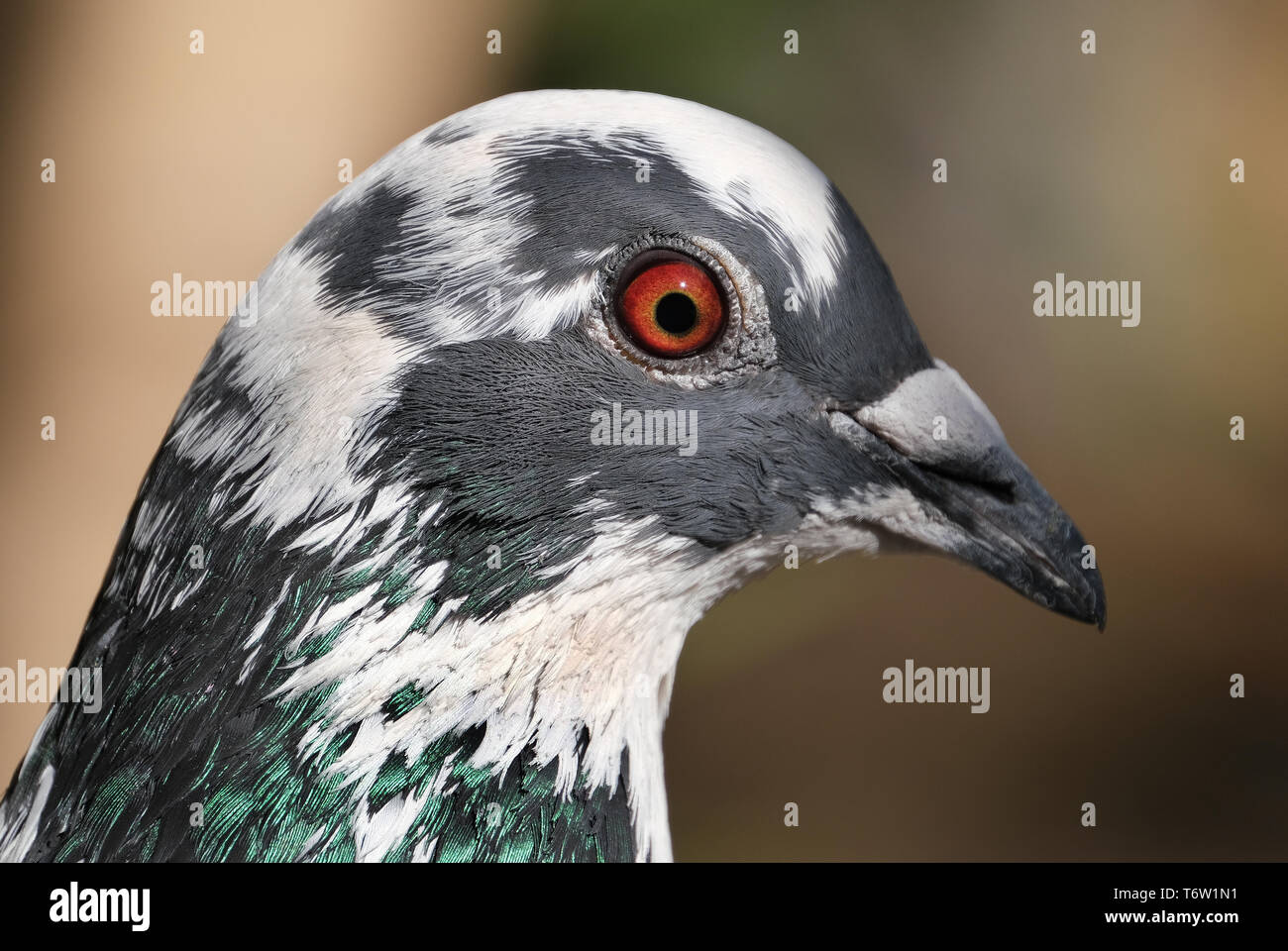 Verwilderte Tauben füttern im städtischen Haus Garten. Stockfoto