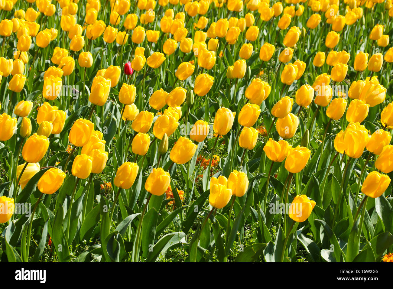 Eine schöne Darstellung der Frühling Blumen der gelbe Tulpen, Orange Lilly und Pink Cherry Tree Blossom an einem sonnigen Frühlingsmorgen. Cardiff, Großbritannien Stockfoto