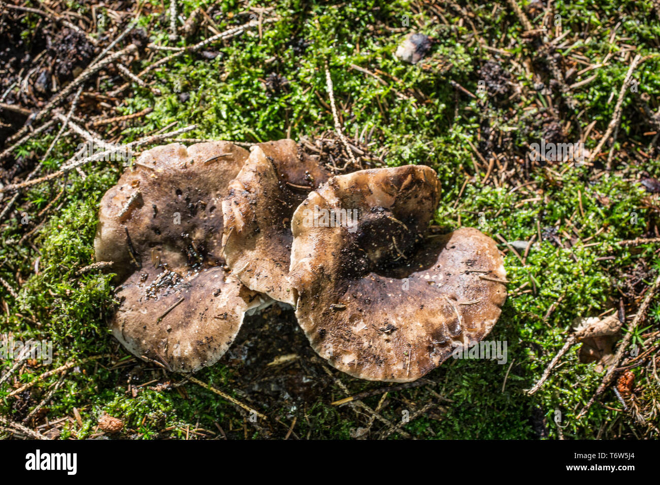 Braun Pilz auf Waldboden Stockfoto
