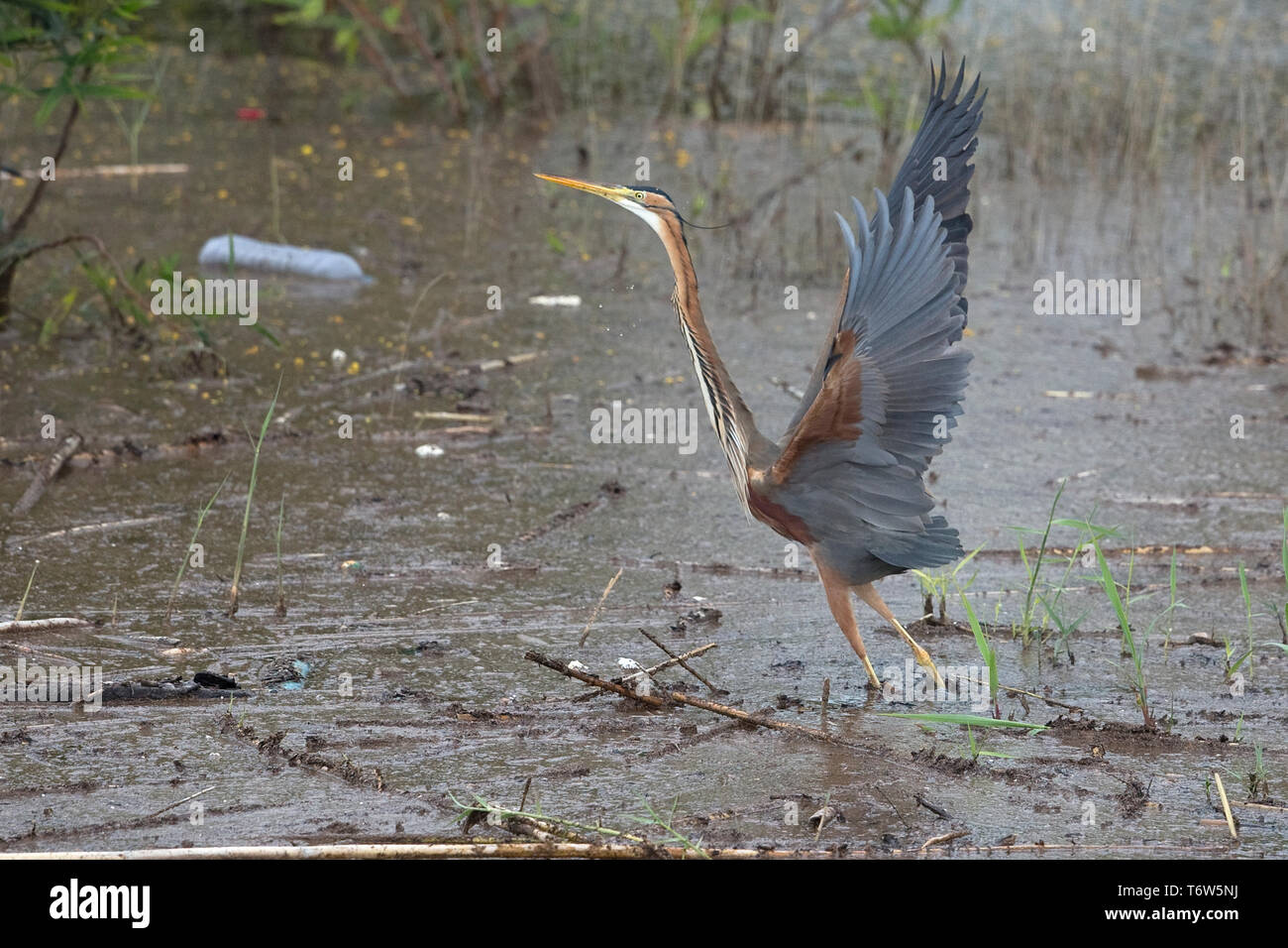 Purpurreiher (Ardea Purpurea) Stockfoto