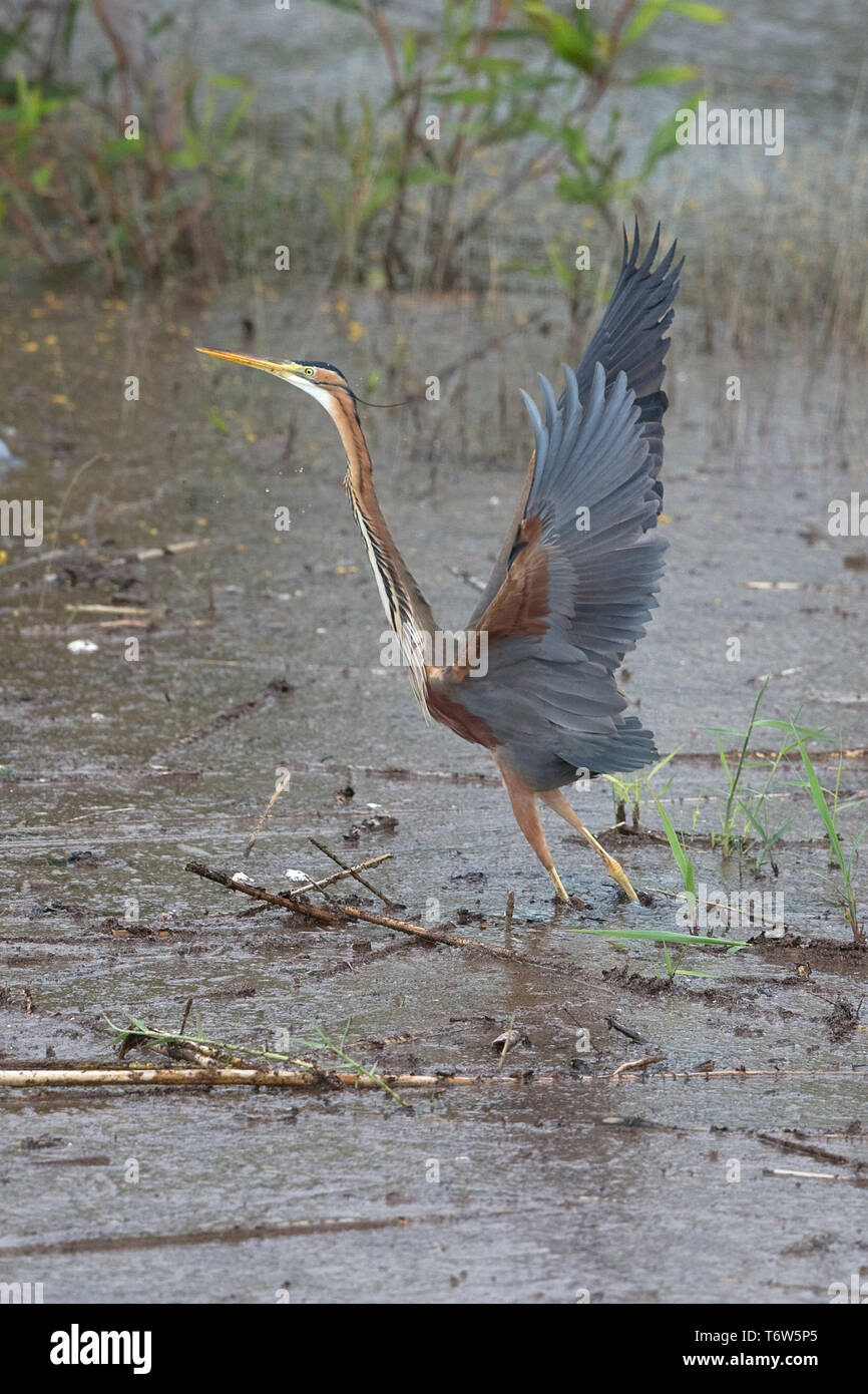 Purpurreiher (Ardea Purpurea) Stockfoto