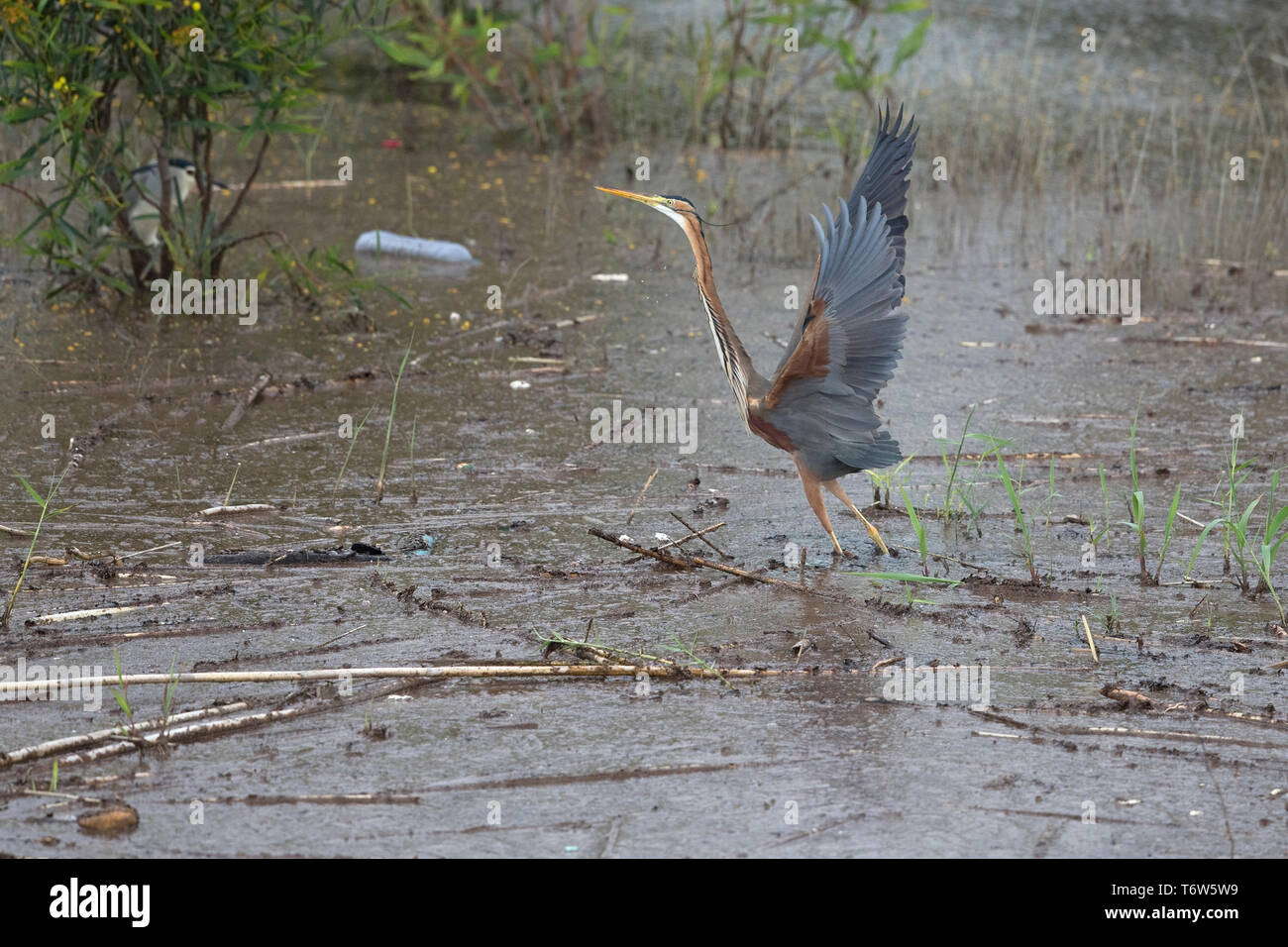 Purpurreiher (Ardea Purpurea) Stockfoto