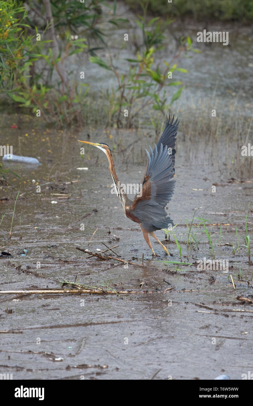 Purpurreiher (Ardea Purpurea) Stockfoto