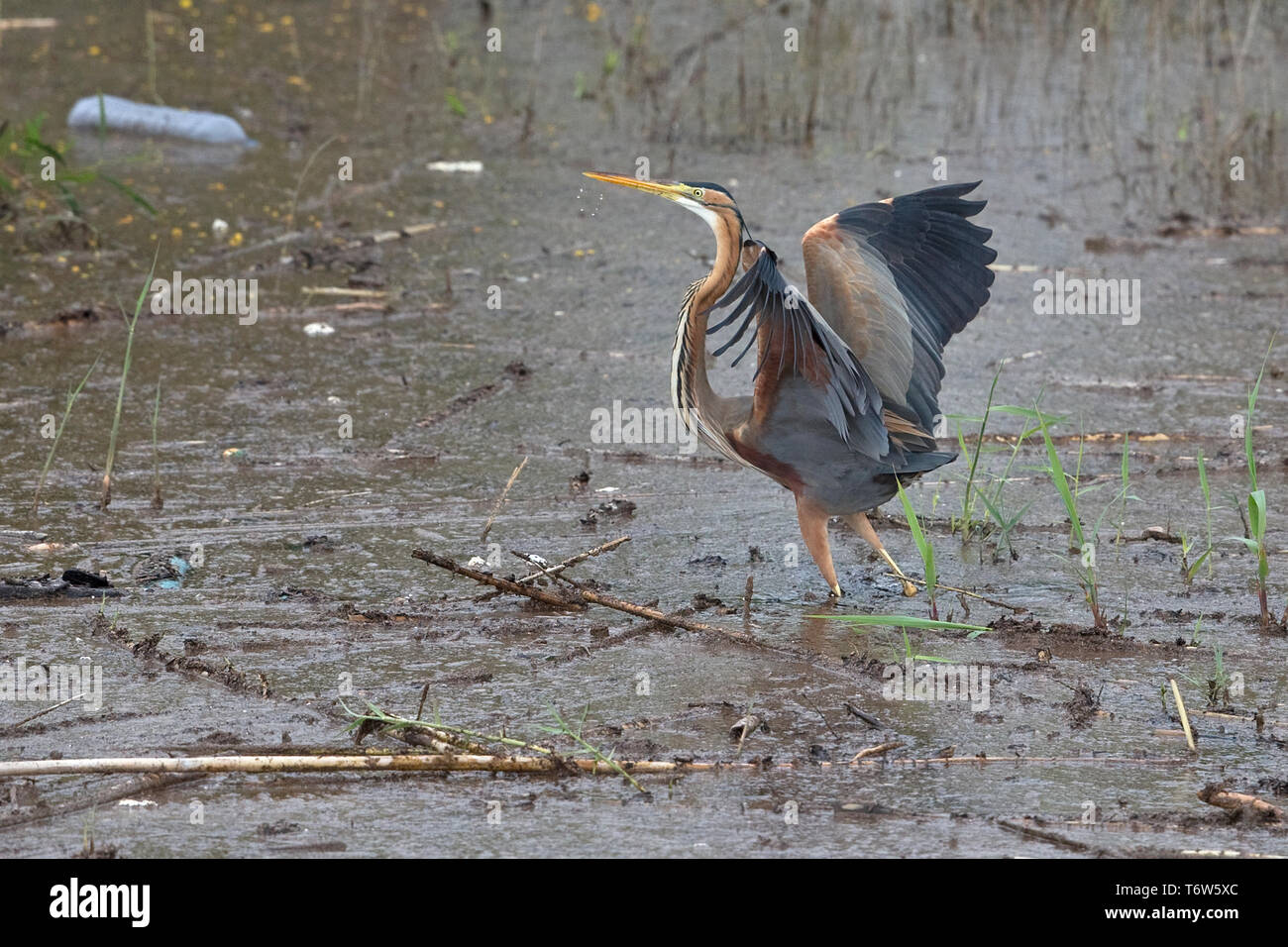 Purpurreiher (Ardea Purpurea) Stockfoto