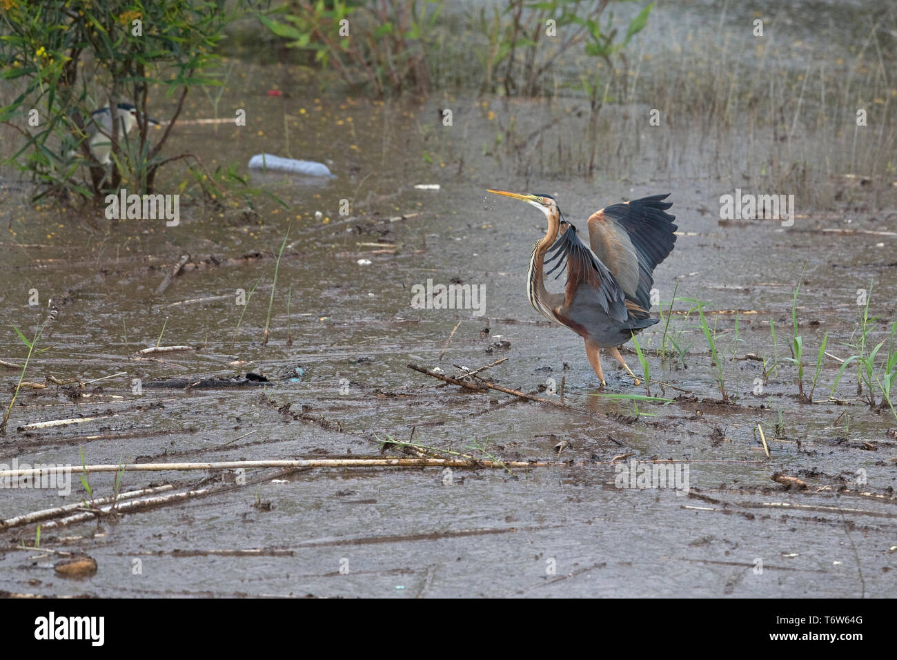 Purpurreiher (Ardea Purpurea) Stockfoto