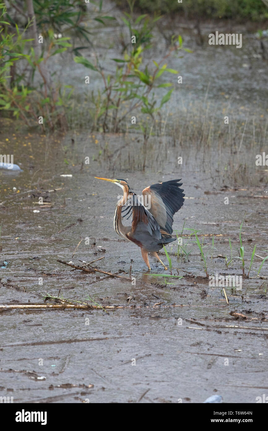 Purpurreiher (Ardea Purpurea) Stockfoto