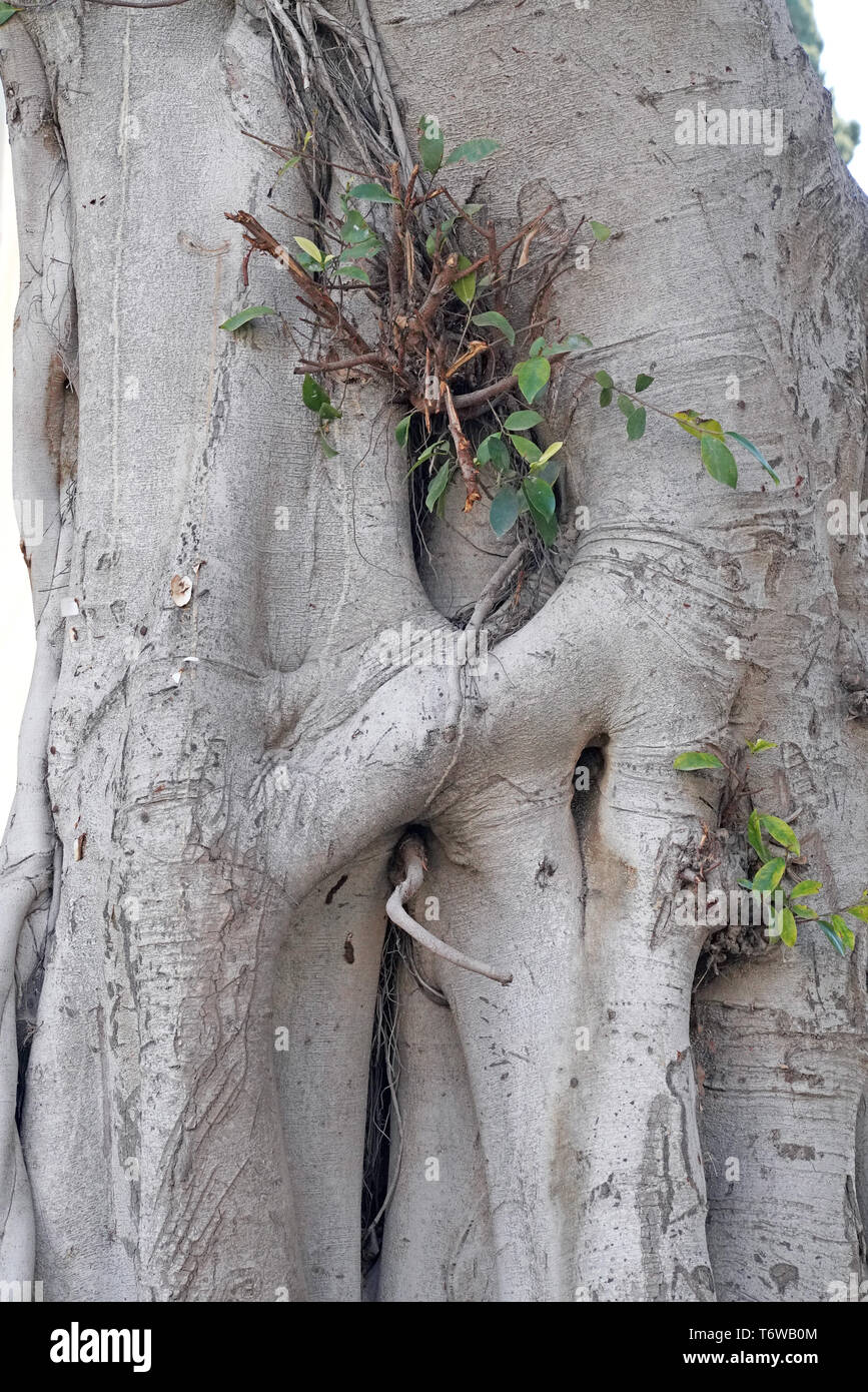 Ficus benjamina, gemeinhin als weinen Bild bekannt, Benjamin Abb. oder ficus Baum Stockfoto