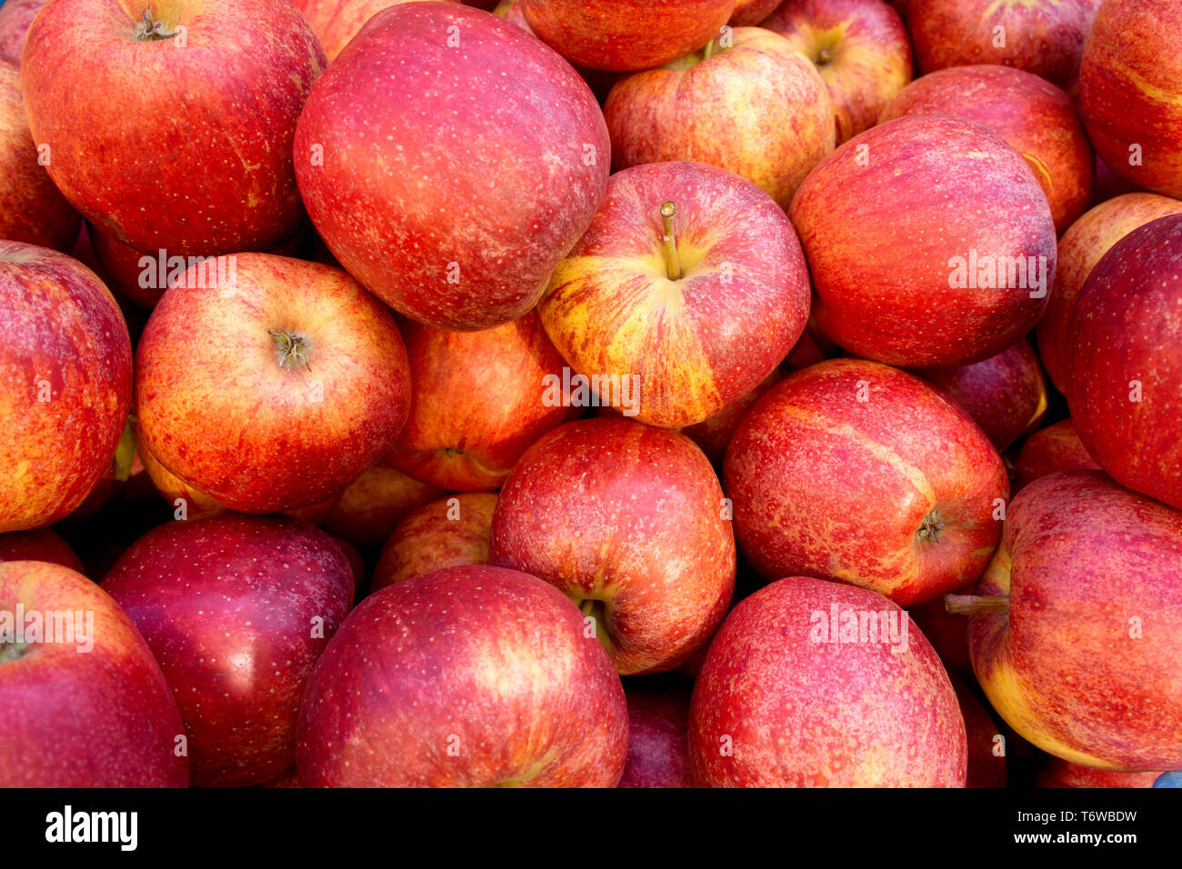 Red Gala Äpfel auf dem Markt Stockfoto