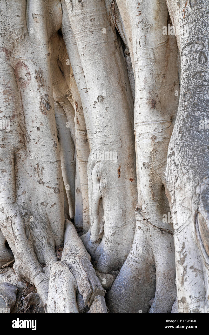 Ficus benjamina, gemeinhin als weinen Bild bekannt, Benjamin Abb. oder ficus Baum Stockfoto