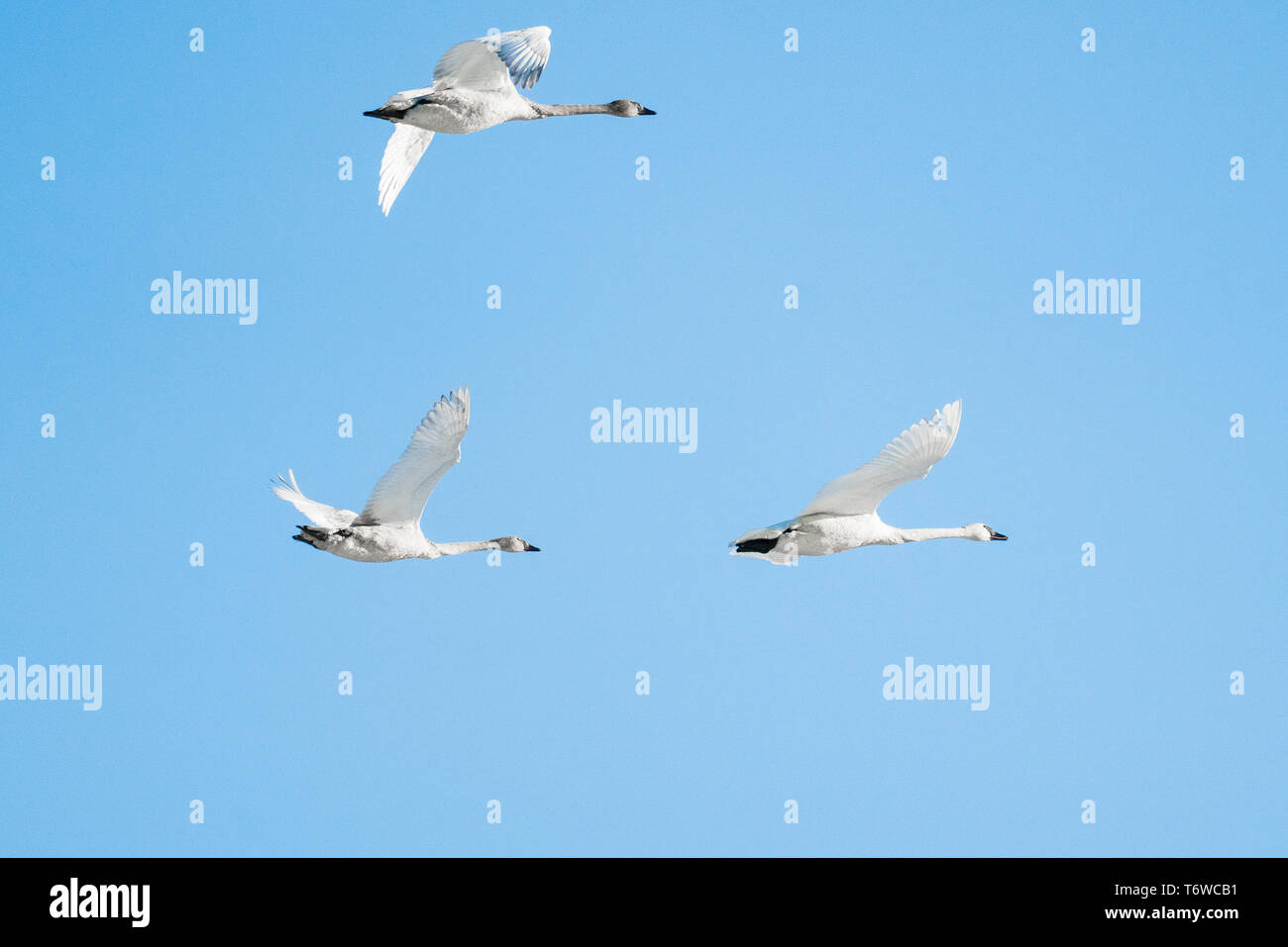 Low Angle View der Tundra Schwäne auf einem blauen Himmel fliegen Stockfoto