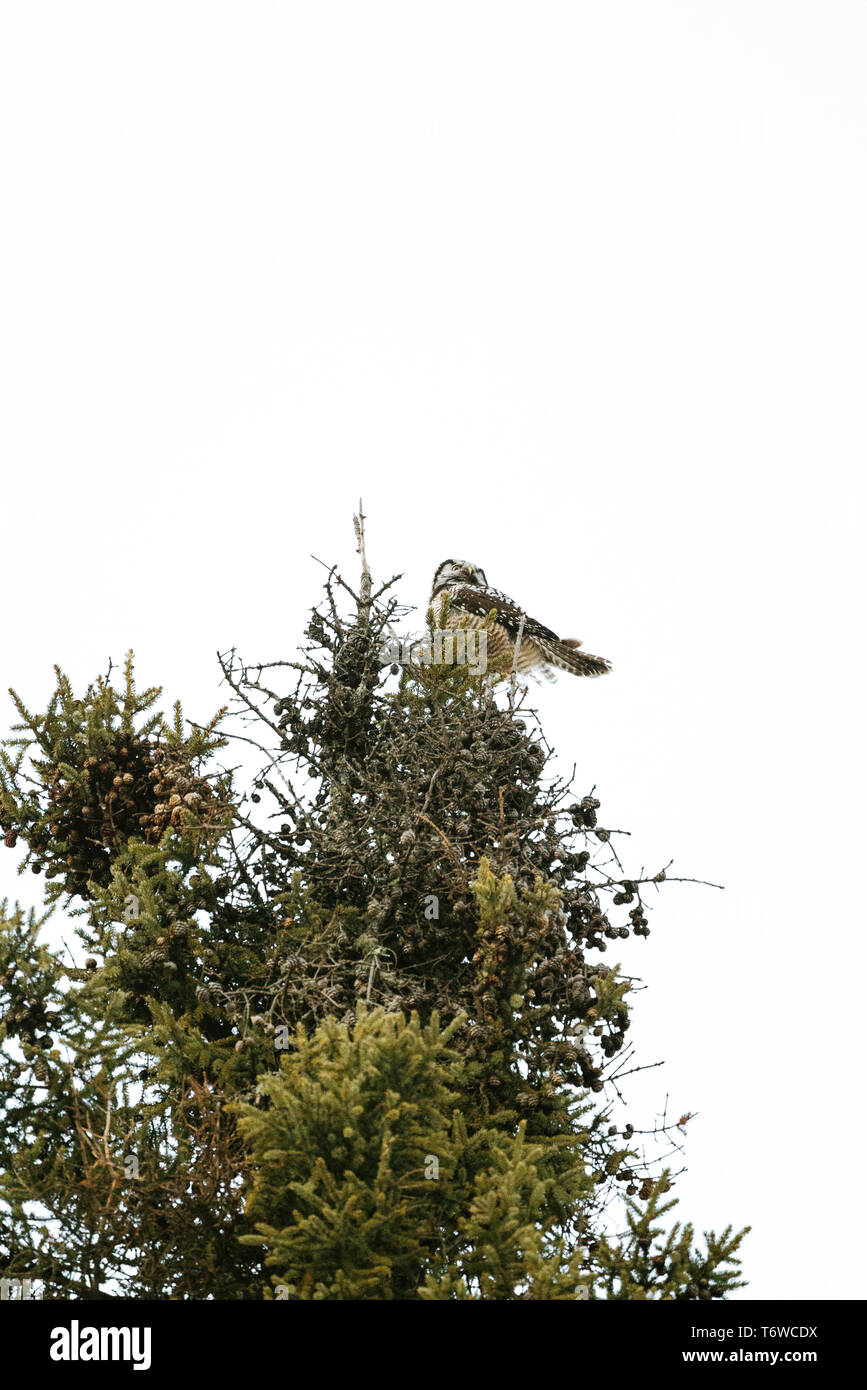 Ansicht von unten der Northern Hawk Owl auf einem Pine Tree Stockfoto