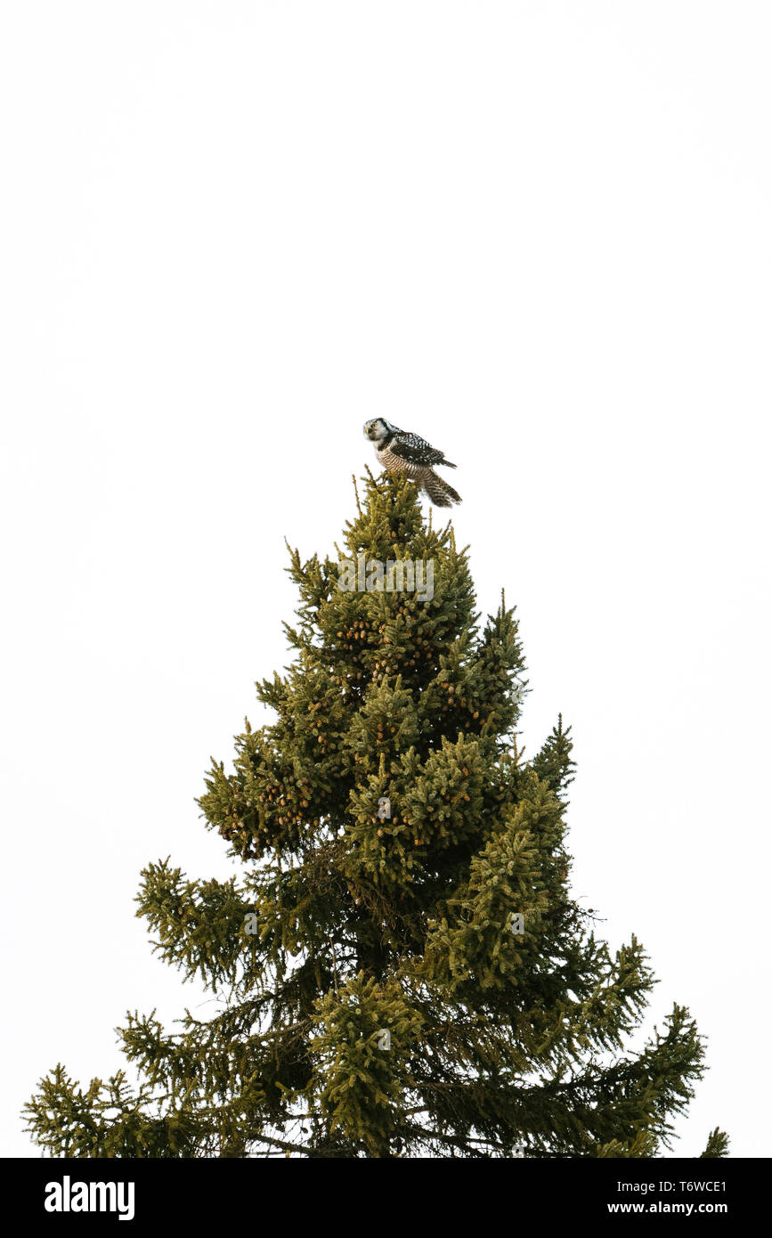 Seitenansicht eines Northern Hawk Owl auf der Spitze einer Pinie gehockt Stockfoto
