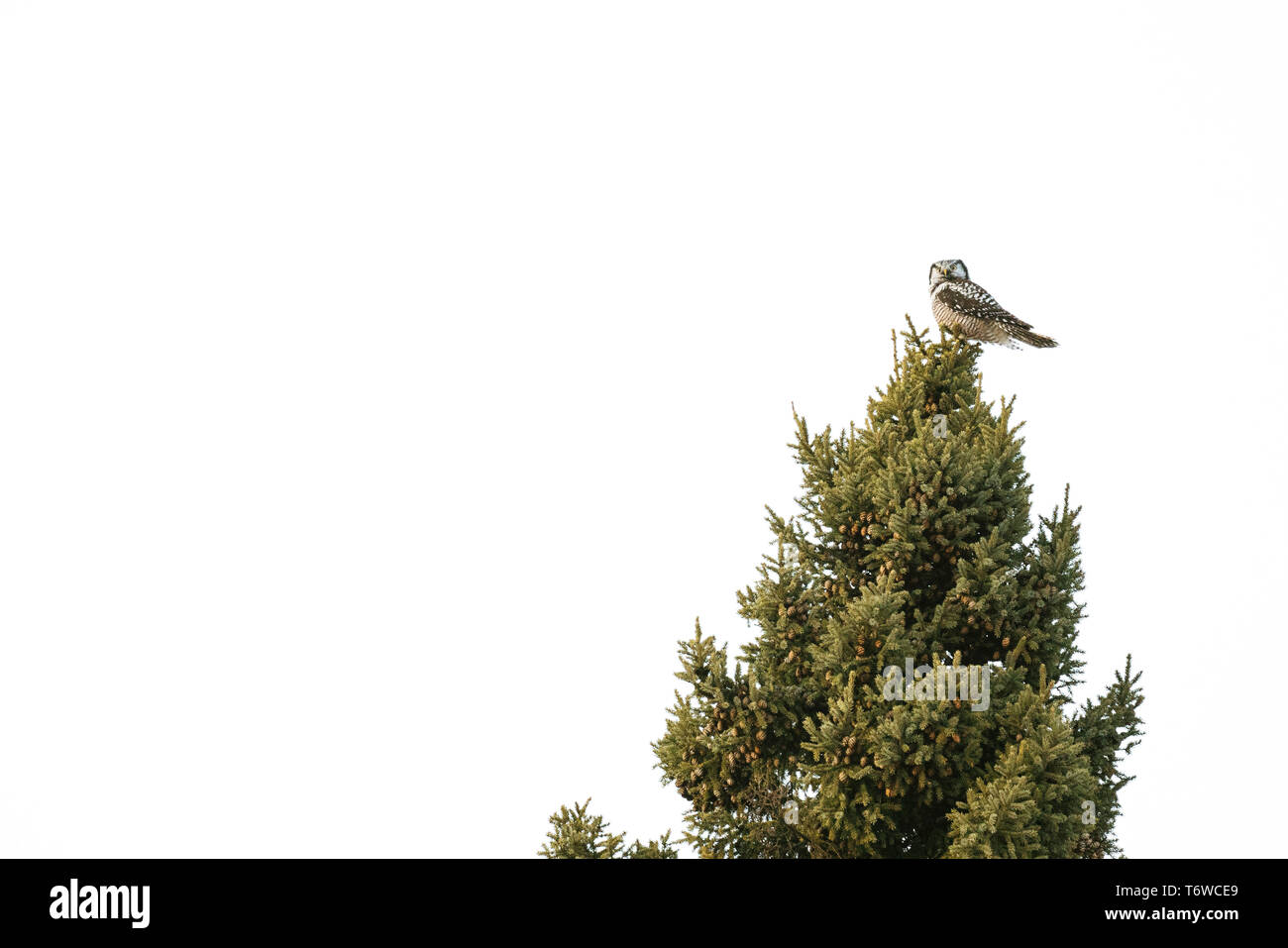 Ansicht von unten der Northern Hawk Owl sitzen auf einem Baum Stockfoto