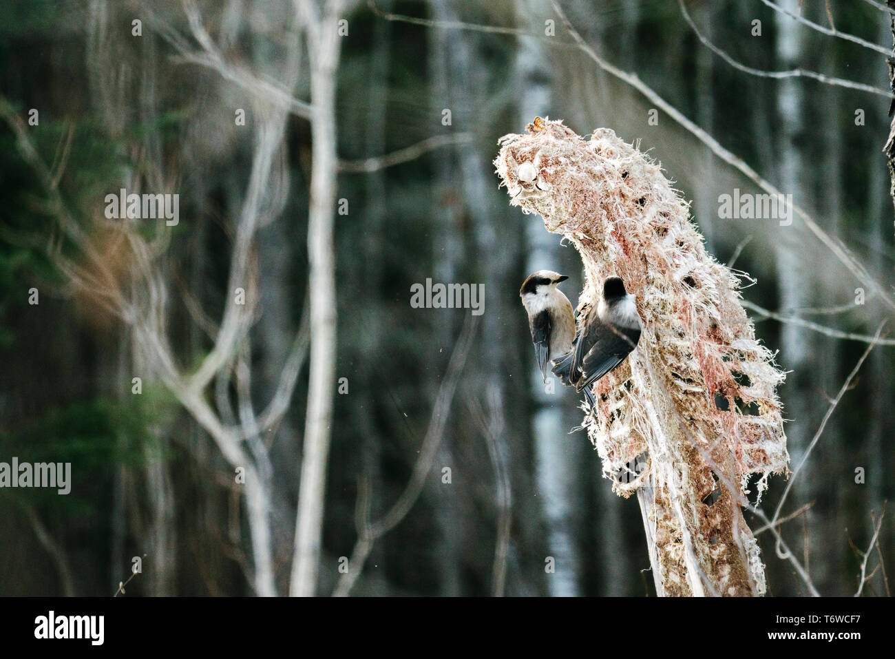 Seitliche Sicht auf zwei graue Jay Vögel füttern auf der Karkasse Stockfoto