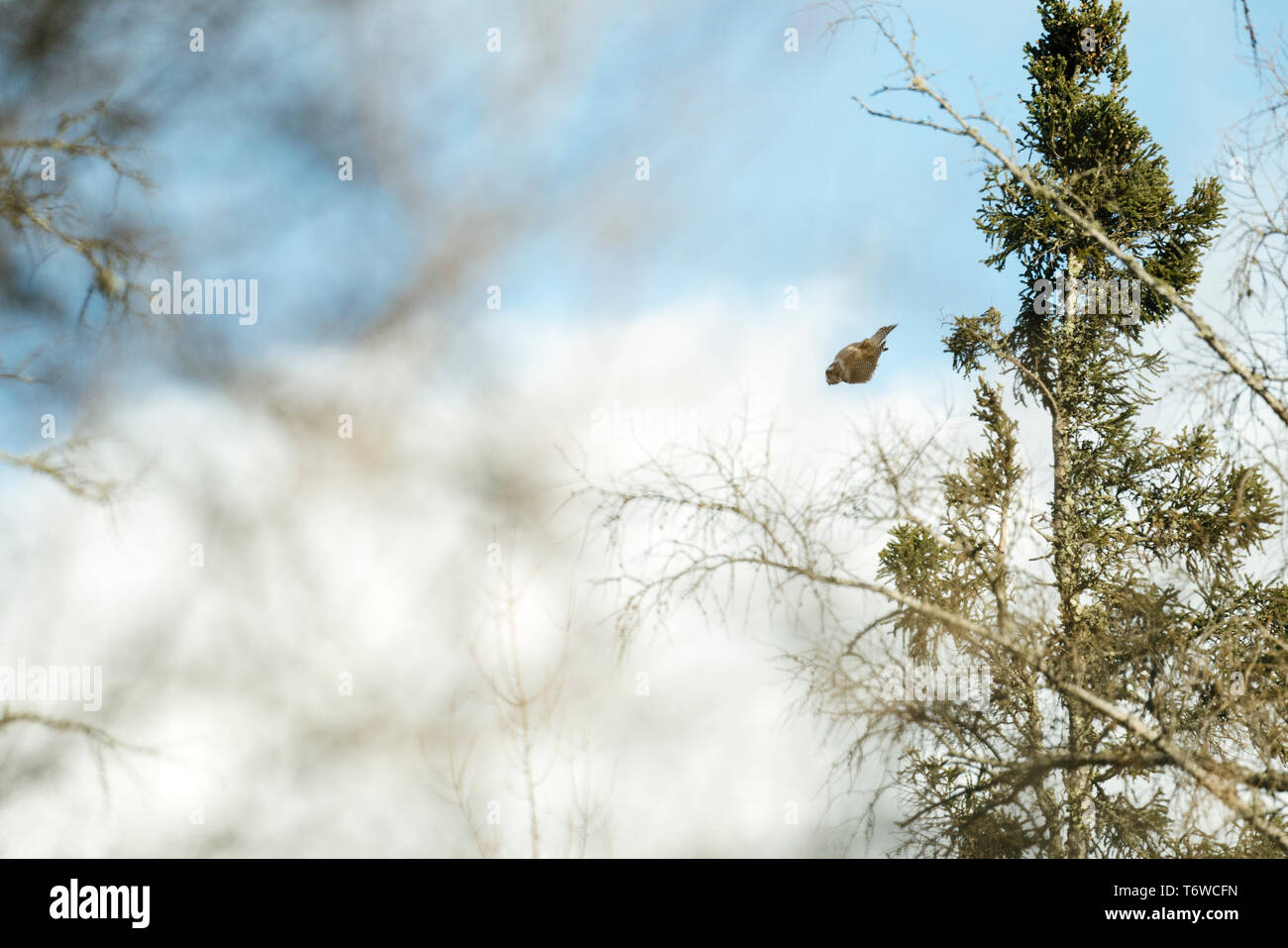 Seitenansicht eines Northern Hawk Owl (Surnia Ulula) tauchen Beute zu fangen Stockfoto