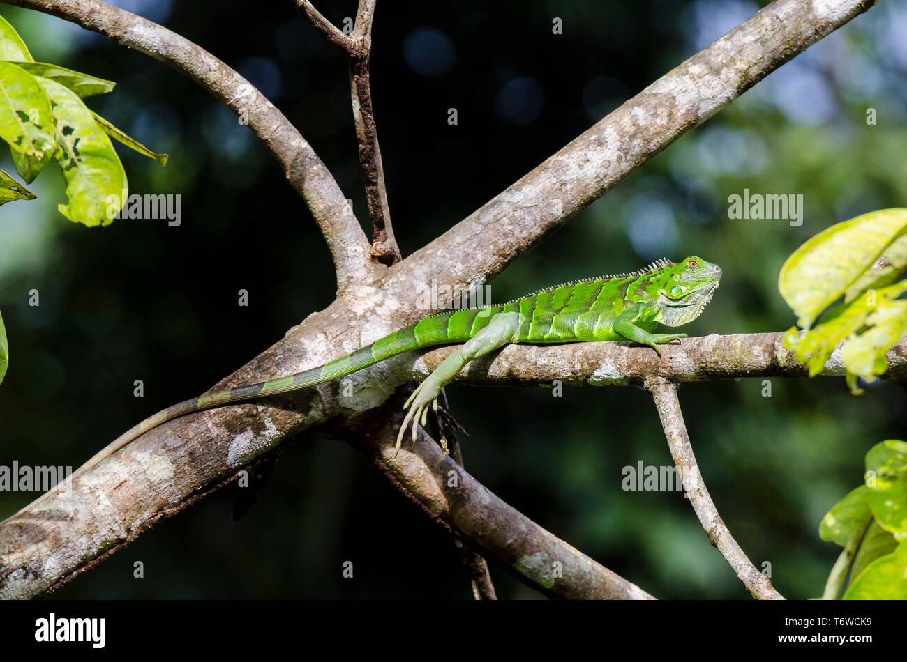 Iguana im Nationalpark Tortuguero. Costa Rica Stockfoto