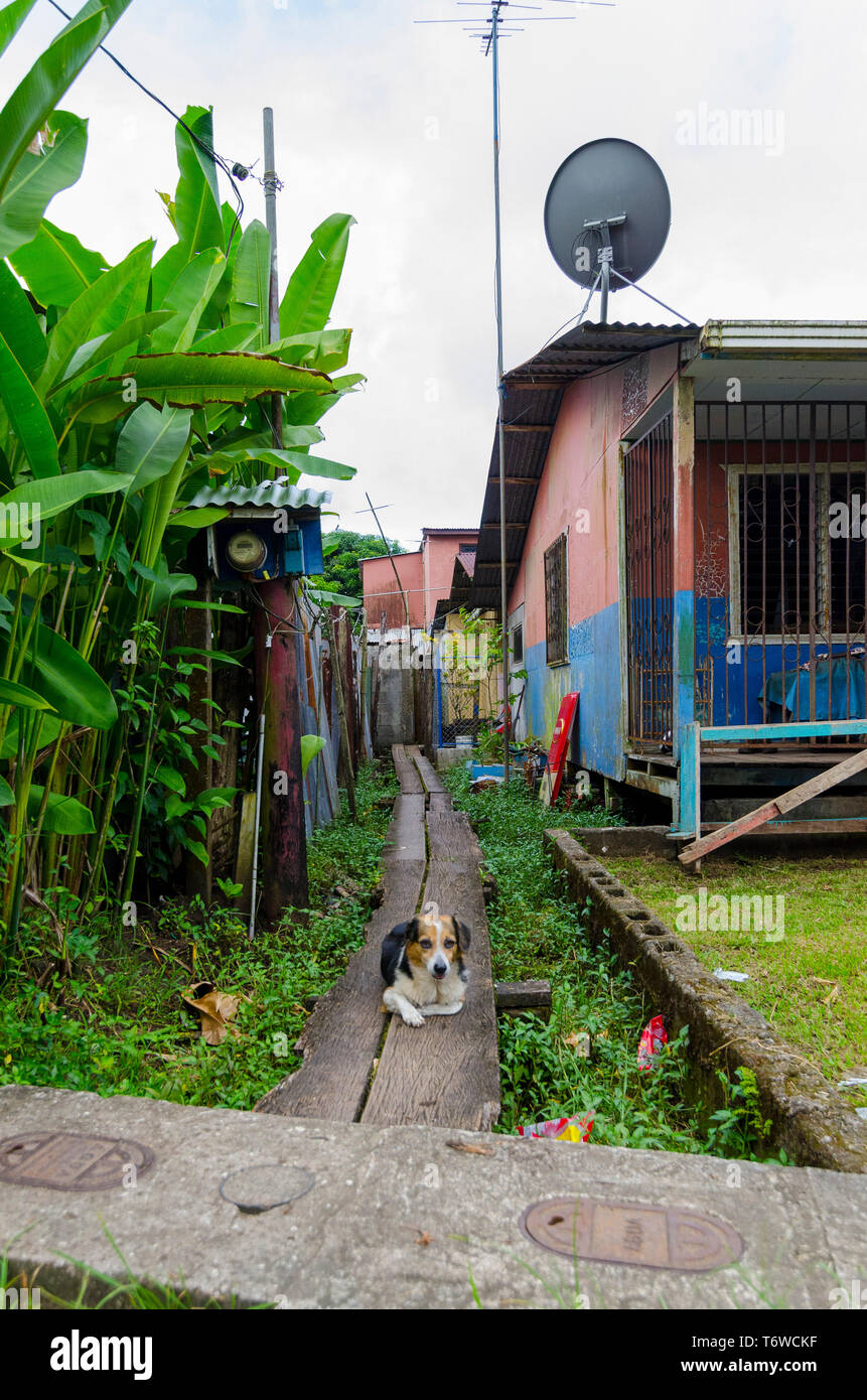 Hund in Tortuguero in Costa Rica Stockfoto