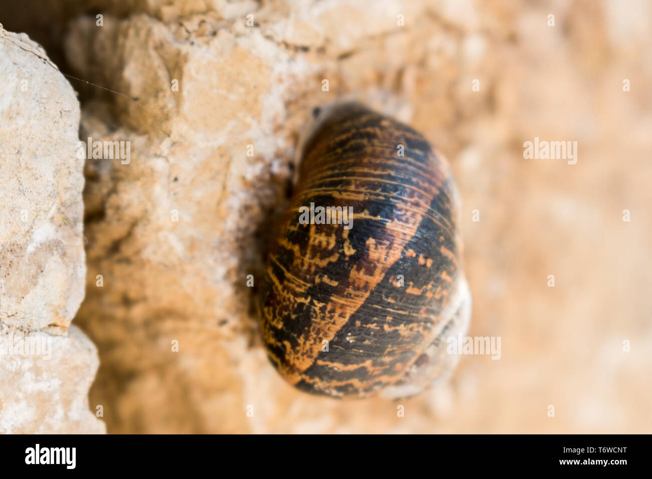 Dies ist ein in der Nähe erfassen für eine Schnecke, die auf weiße Wand aus Stein stick Stockfoto
