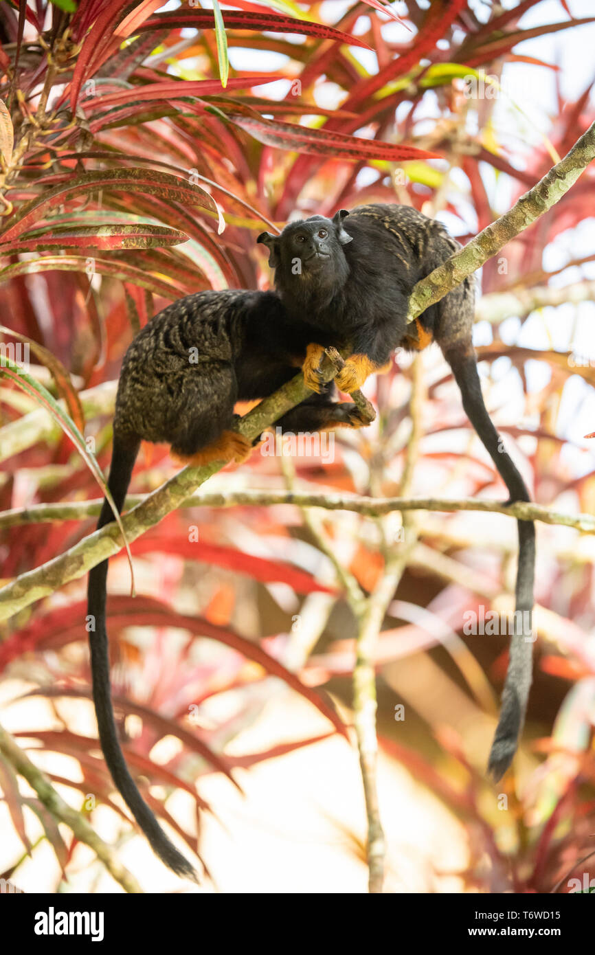 Red-handed Tamarin, Saguinus Midas, Danpaati Insel, oberen Suriname Fluss, Surinam Stockfoto