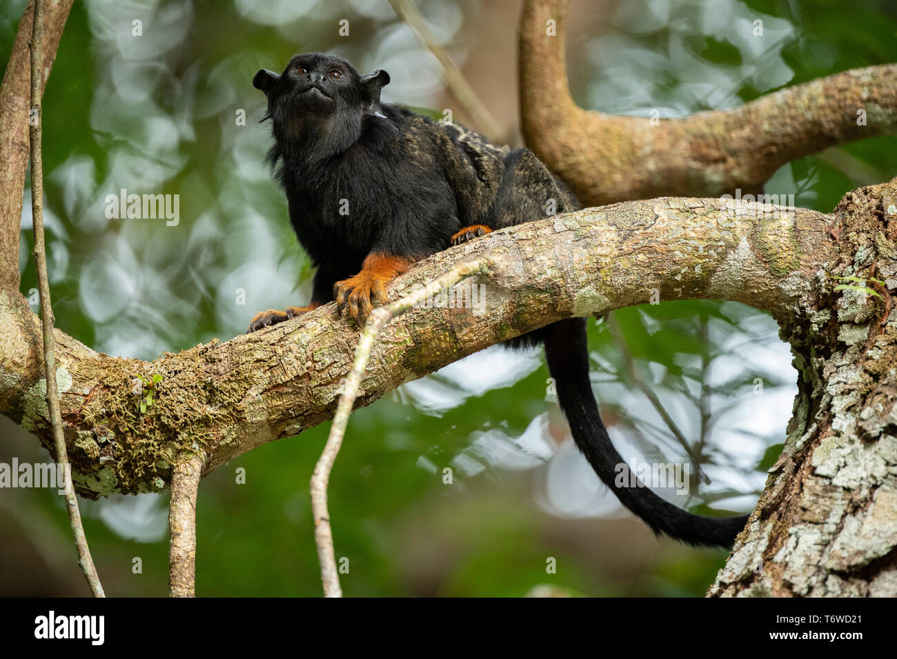 Red-handed Tamarin, Saguinus Midas, Danpaati Insel, oberen Suriname Fluss, Surinam Stockfoto
