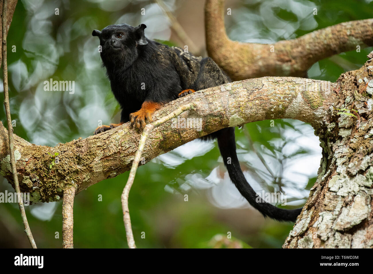 Red-handed Tamarin, Saguinus Midas, Danpaati Insel, oberen Suriname Fluss, Surinam Stockfoto