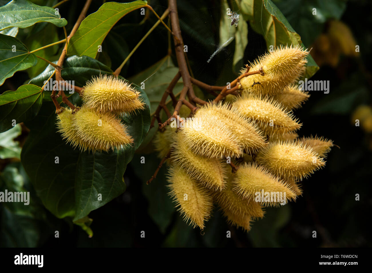 Kusuwe Kwamalasamutu, die Frucht der Pflanze (bixa Orellana), für Body Paint verwendet. Dan Dorf, Obere Suriname Fluss, Surinam Stockfoto