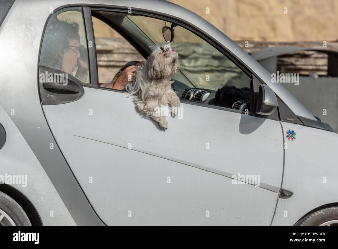 Putsch Passagier. Ein grauer Pekingese Hund mit einem rosa Bogen lehnt sich aus dem offenen Fenster des s Smart Car in Valletta, Malta Stockfoto